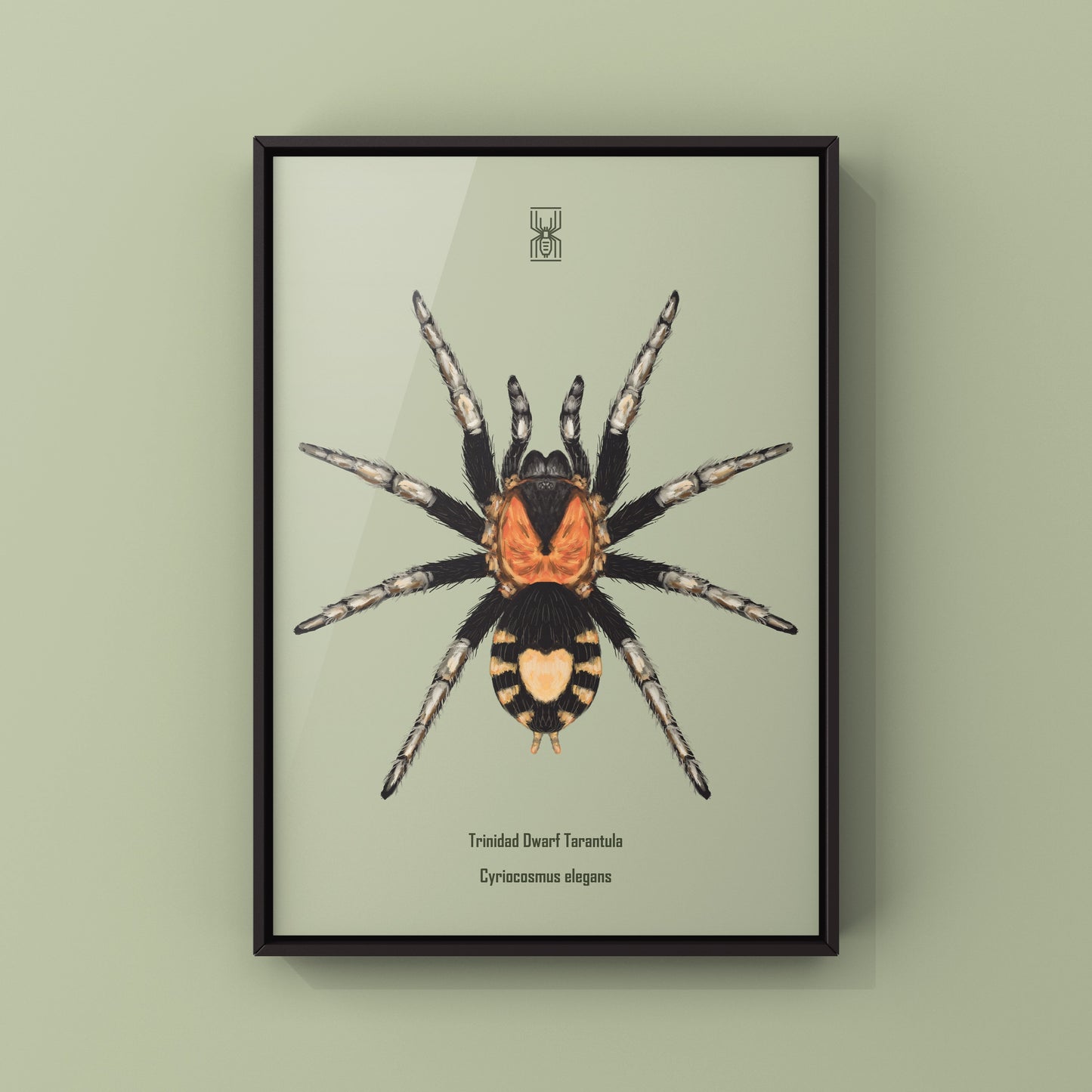 Trinidad Dwarf Tarantula, Cyriocosmus Elegans, Photographic Art Print from The Silk Ranch