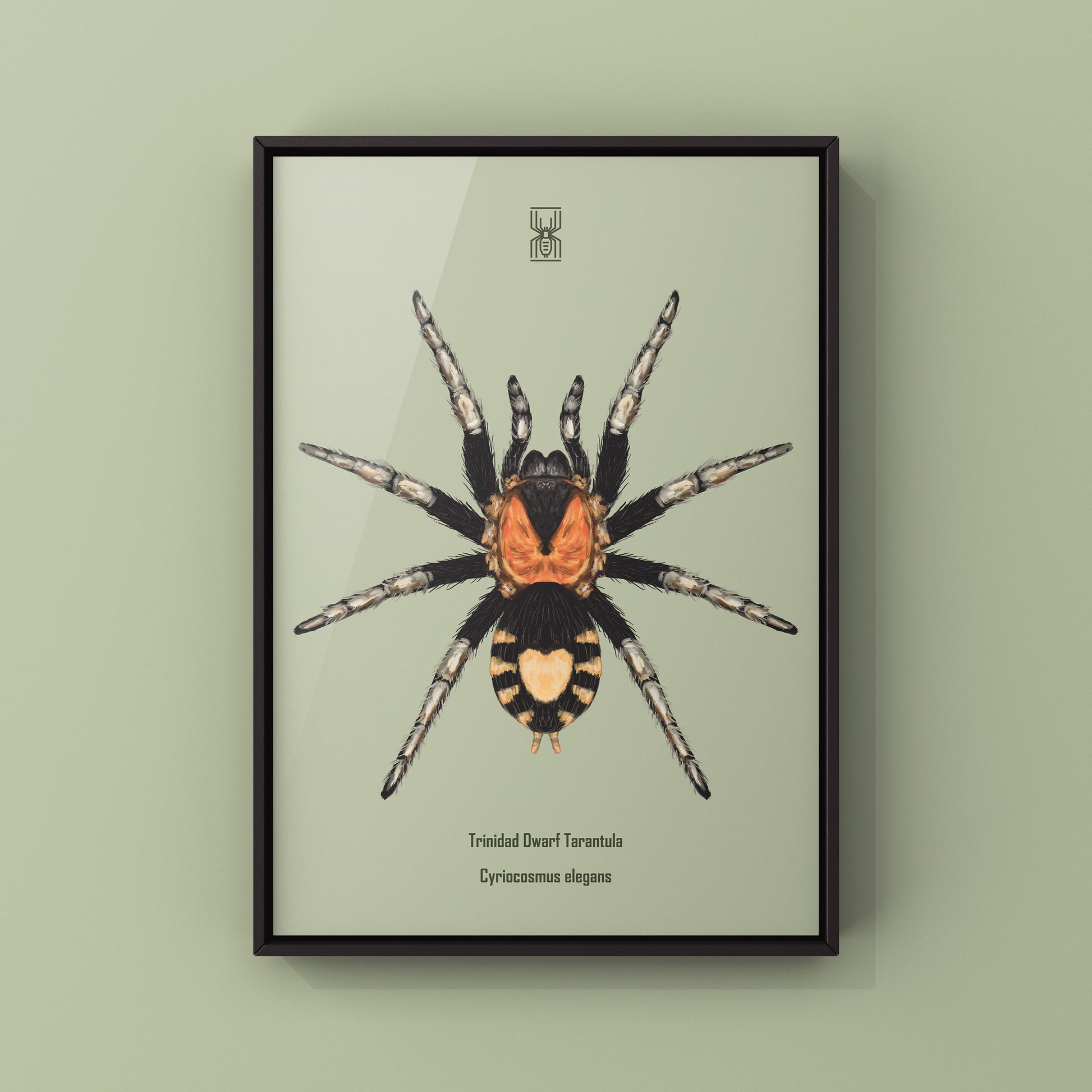 Trinidad Dwarf Tarantula, Cyriocosmus Elegans, Photographic Art Print from The Silk Ranch