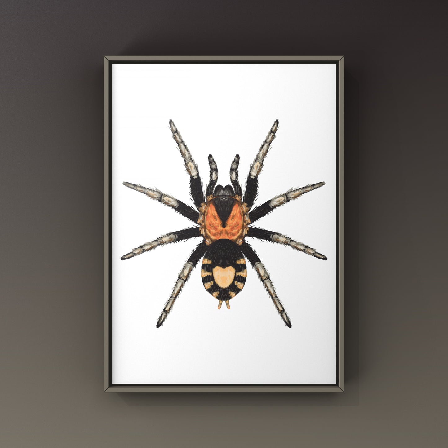 Trinidad Dwarf Tarantula, Cyriocosmus Elegans, Photographic Art Print from The Silk Ranch