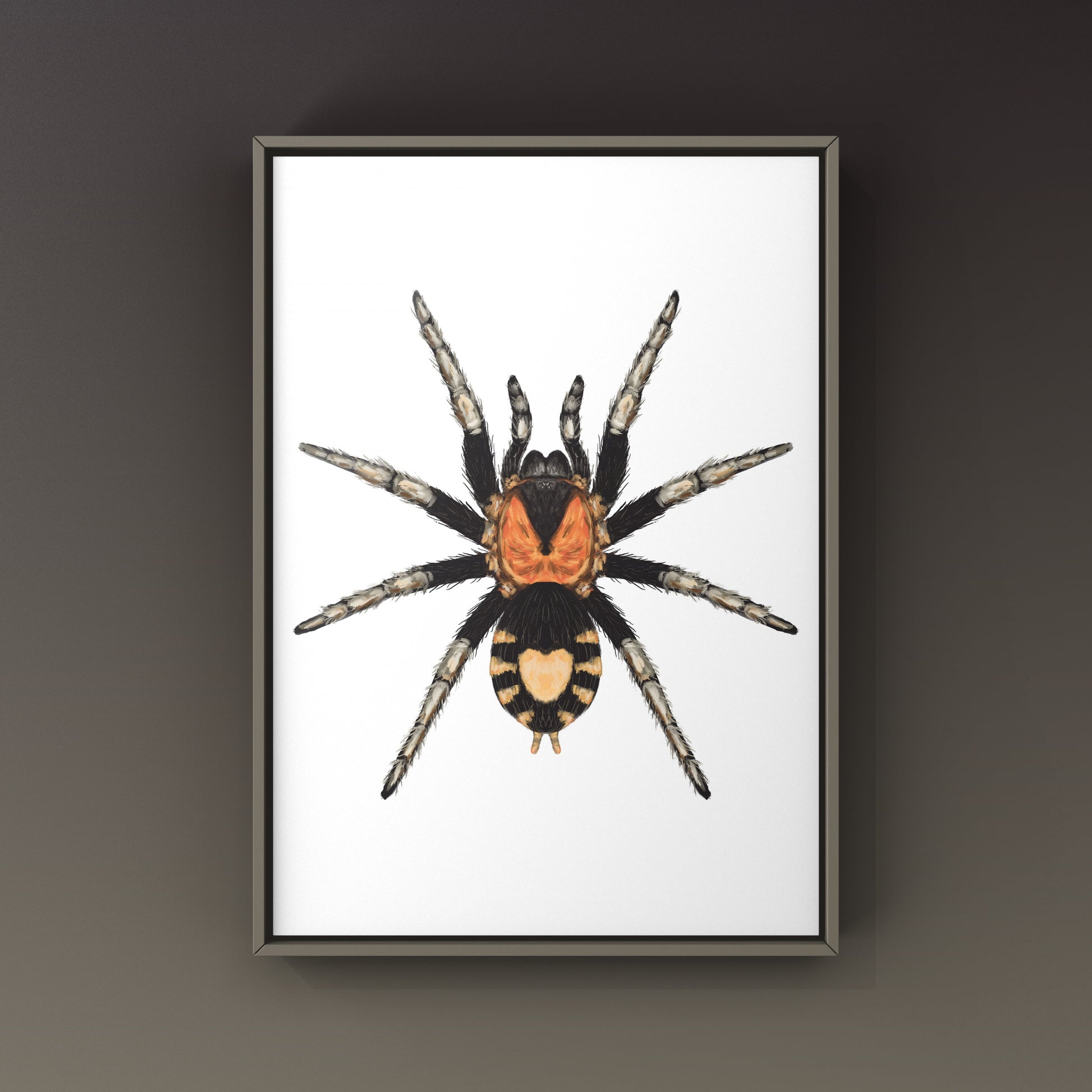 Trinidad Dwarf Tarantula, Cyriocosmus Elegans, Photographic Art Print from The Silk Ranch