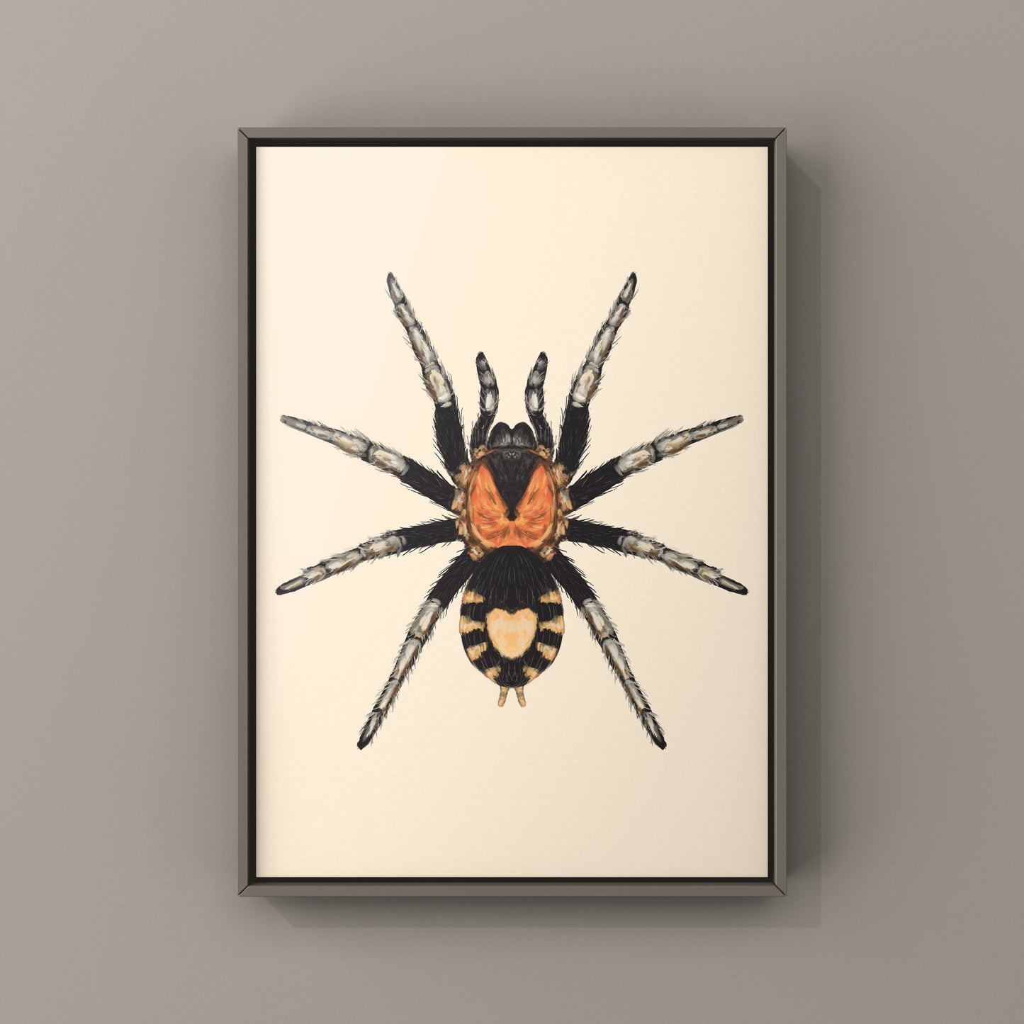 Trinidad Dwarf Tarantula, Cyriocosmus Elegans, Photographic Art Print from The Silk Ranch
