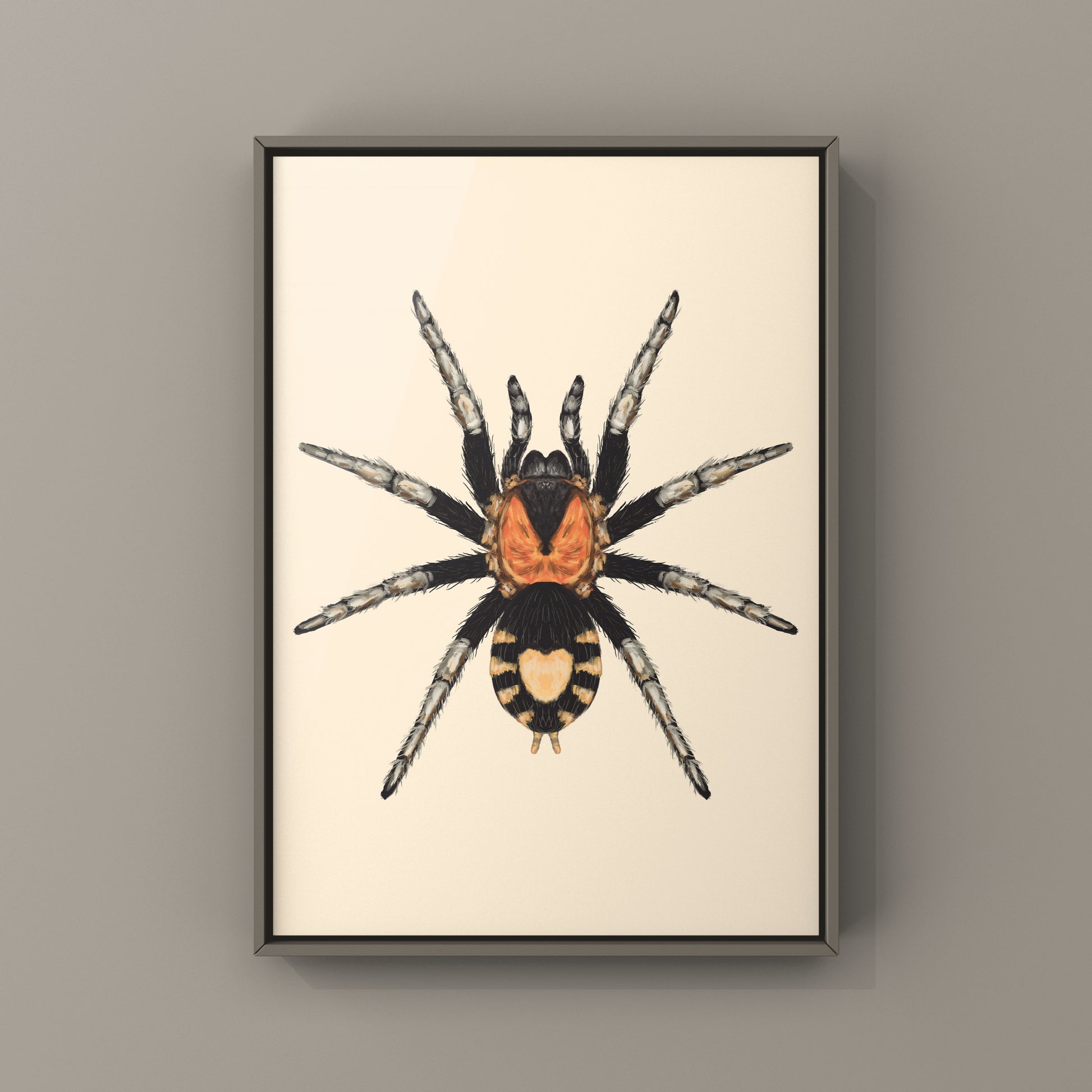 Trinidad Dwarf Tarantula, Cyriocosmus Elegans, Photographic Art Print from The Silk Ranch