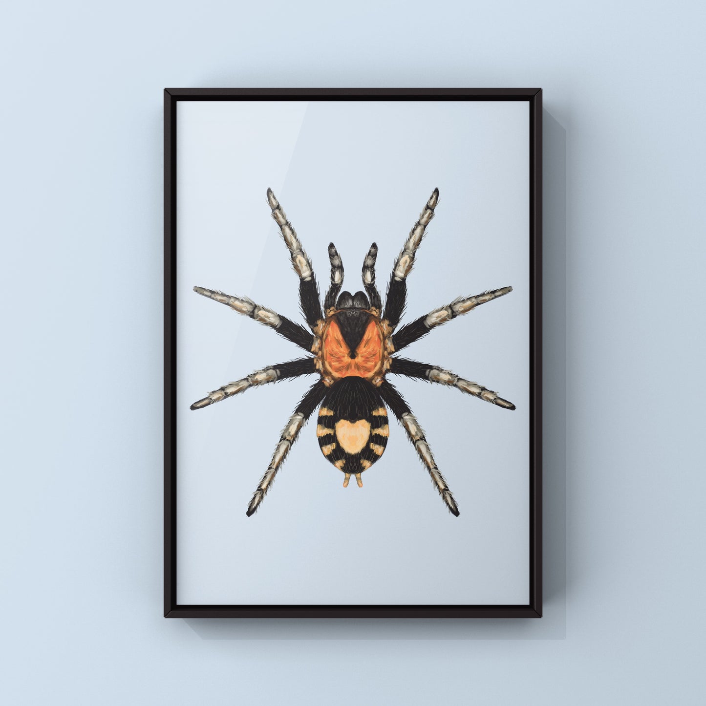 Trinidad Dwarf Tarantula, Cyriocosmus Elegans, Photographic Art Print from The Silk Ranch