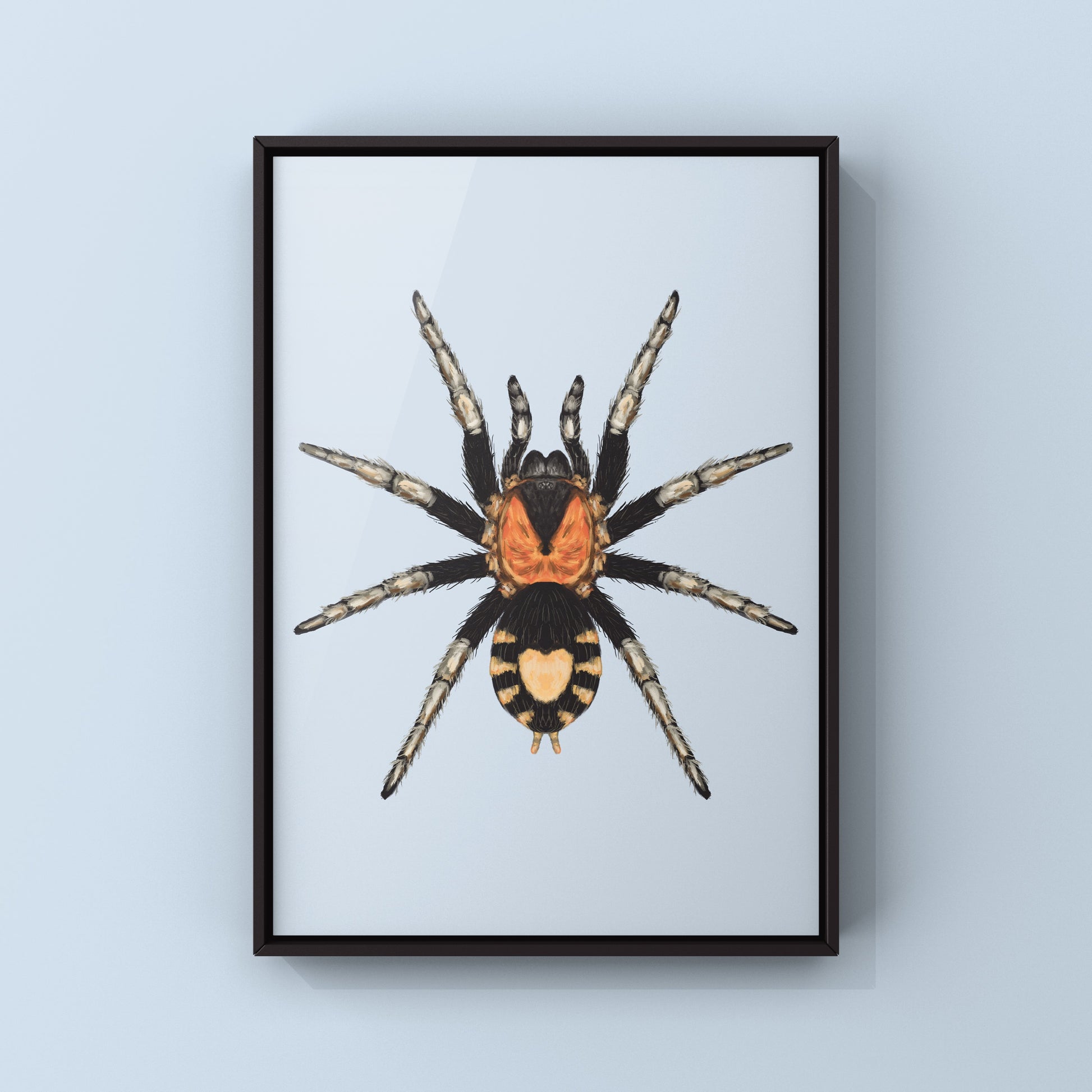 Trinidad Dwarf Tarantula, Cyriocosmus Elegans, Photographic Art Print from The Silk Ranch
