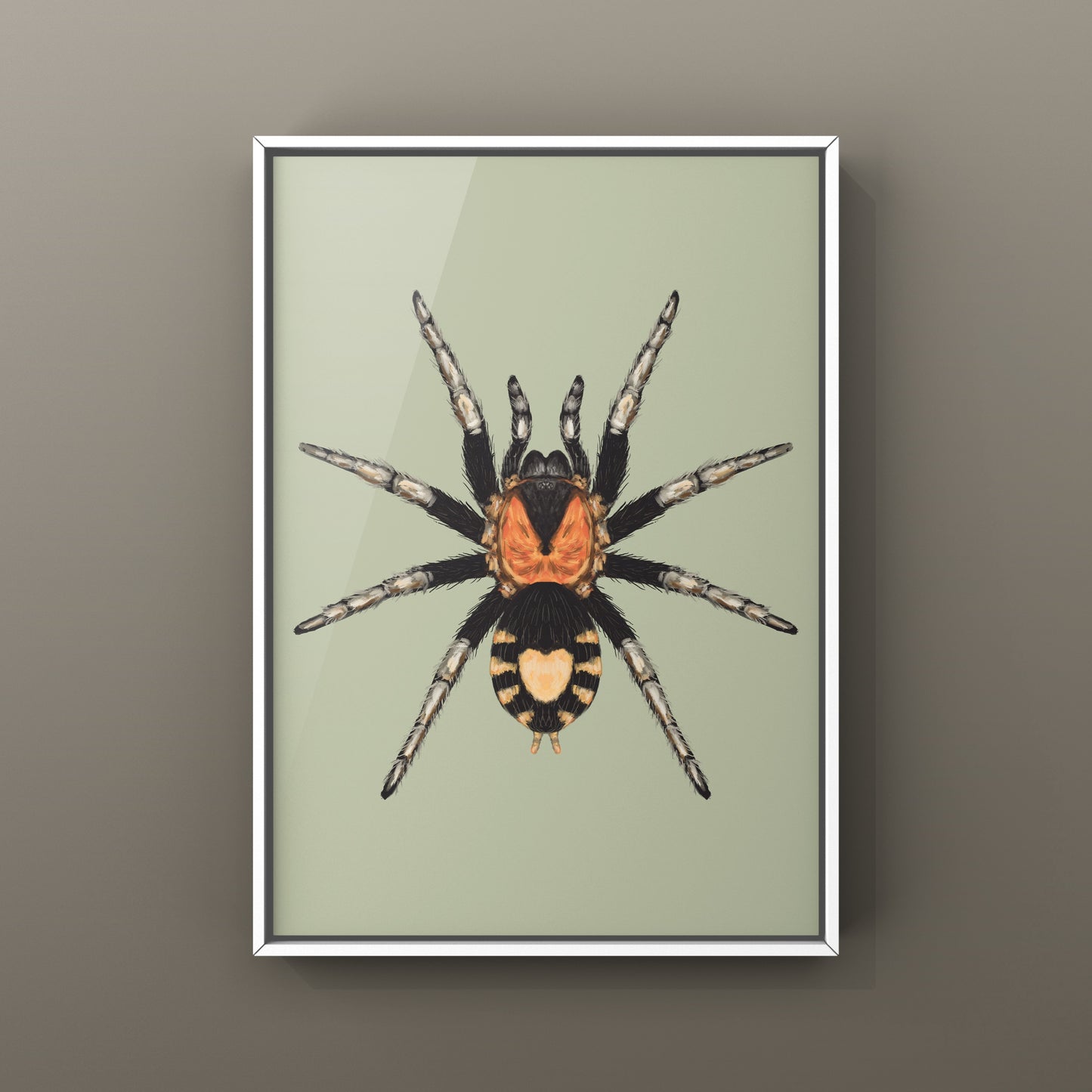 Trinidad Dwarf Tarantula, Cyriocosmus Elegans, Photographic Art Print from The Silk Ranch
