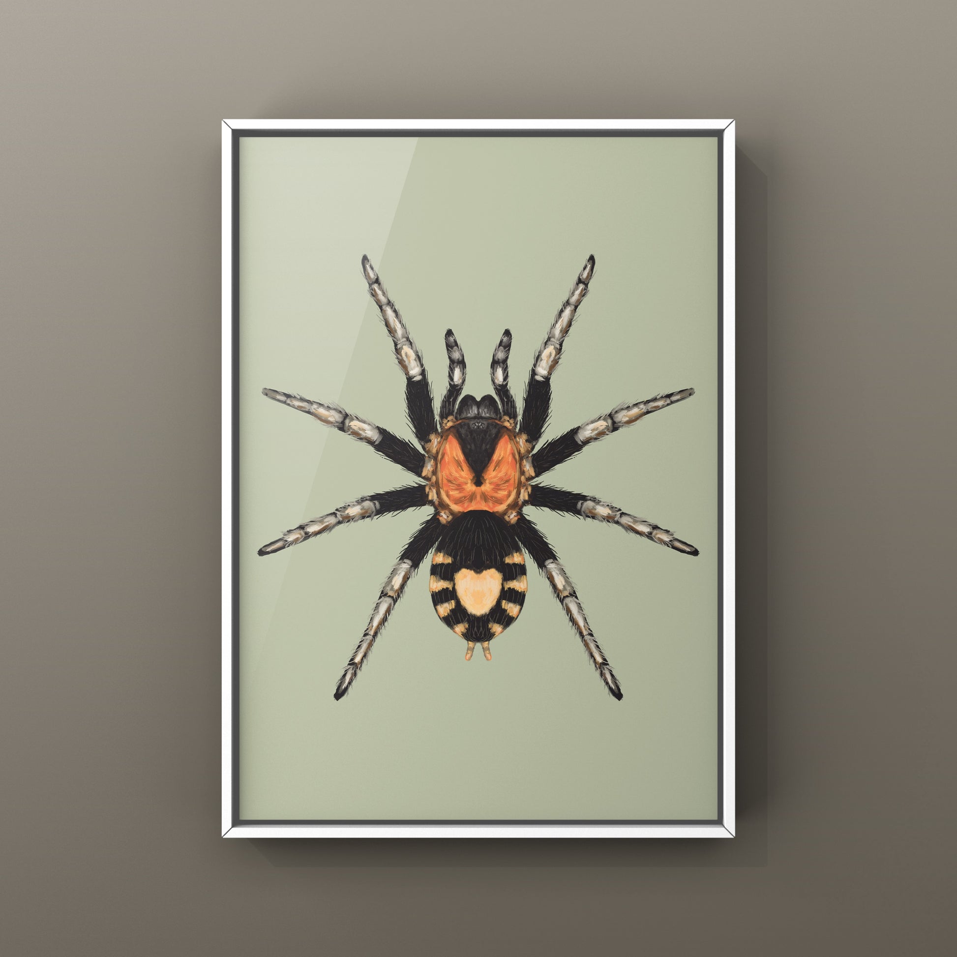 Trinidad Dwarf Tarantula, Cyriocosmus Elegans, Photographic Art Print from The Silk Ranch