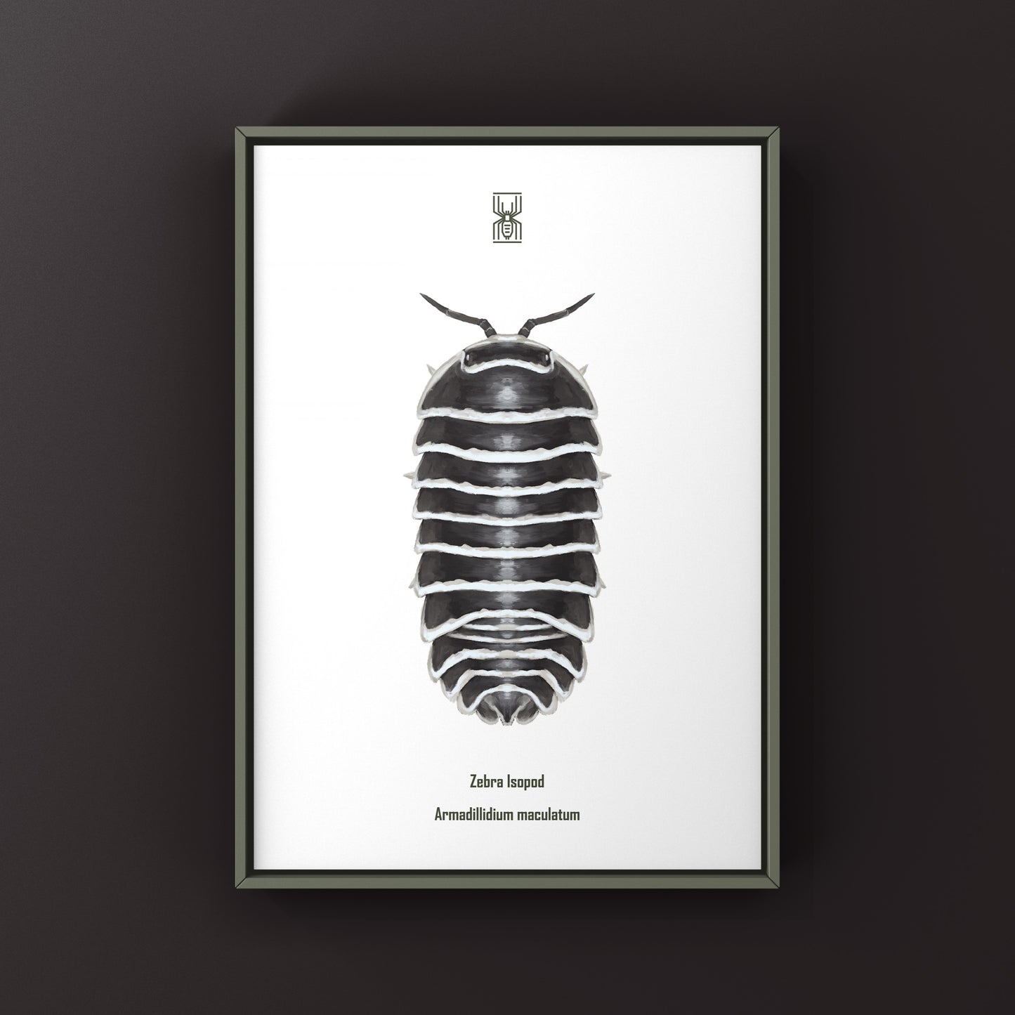 Zebra Isopod, Armadillidium Maculatum, Photographic Art Print from The Silk Ranch