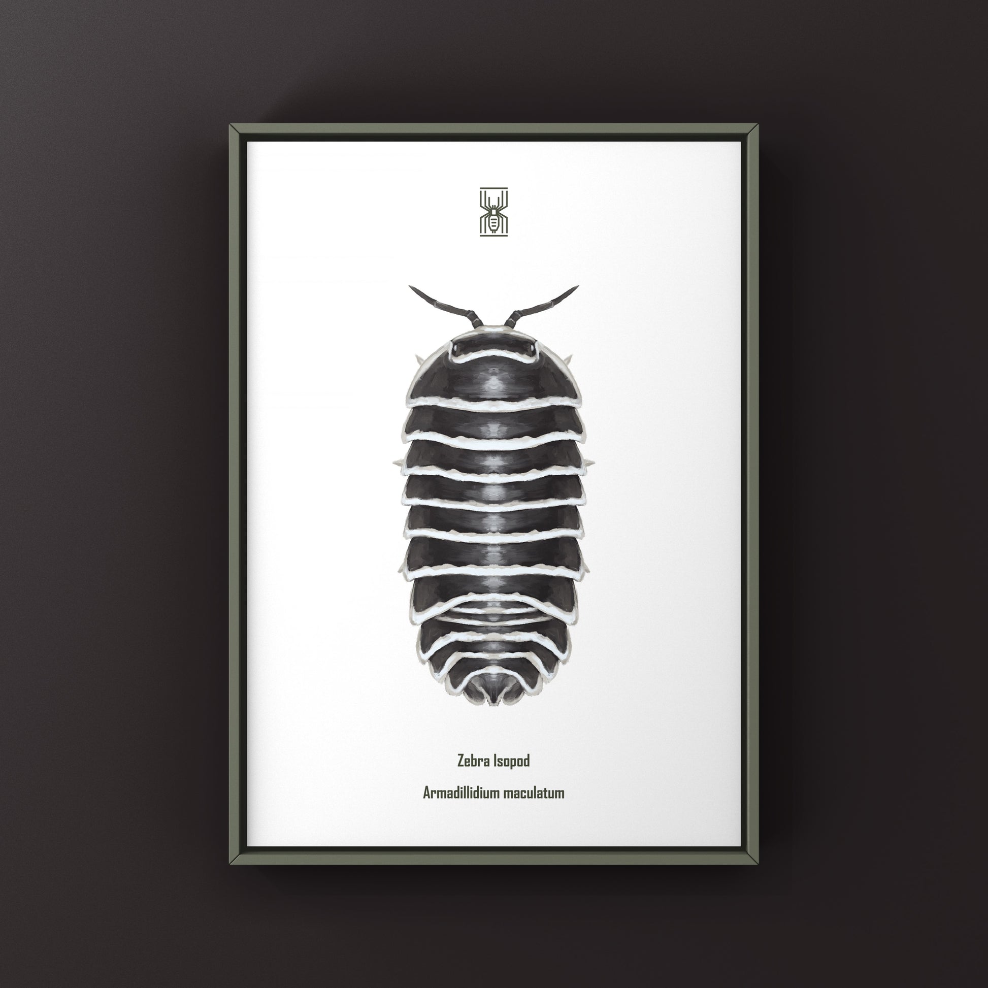 Zebra Isopod, Armadillidium Maculatum, Photographic Art Print from The Silk Ranch