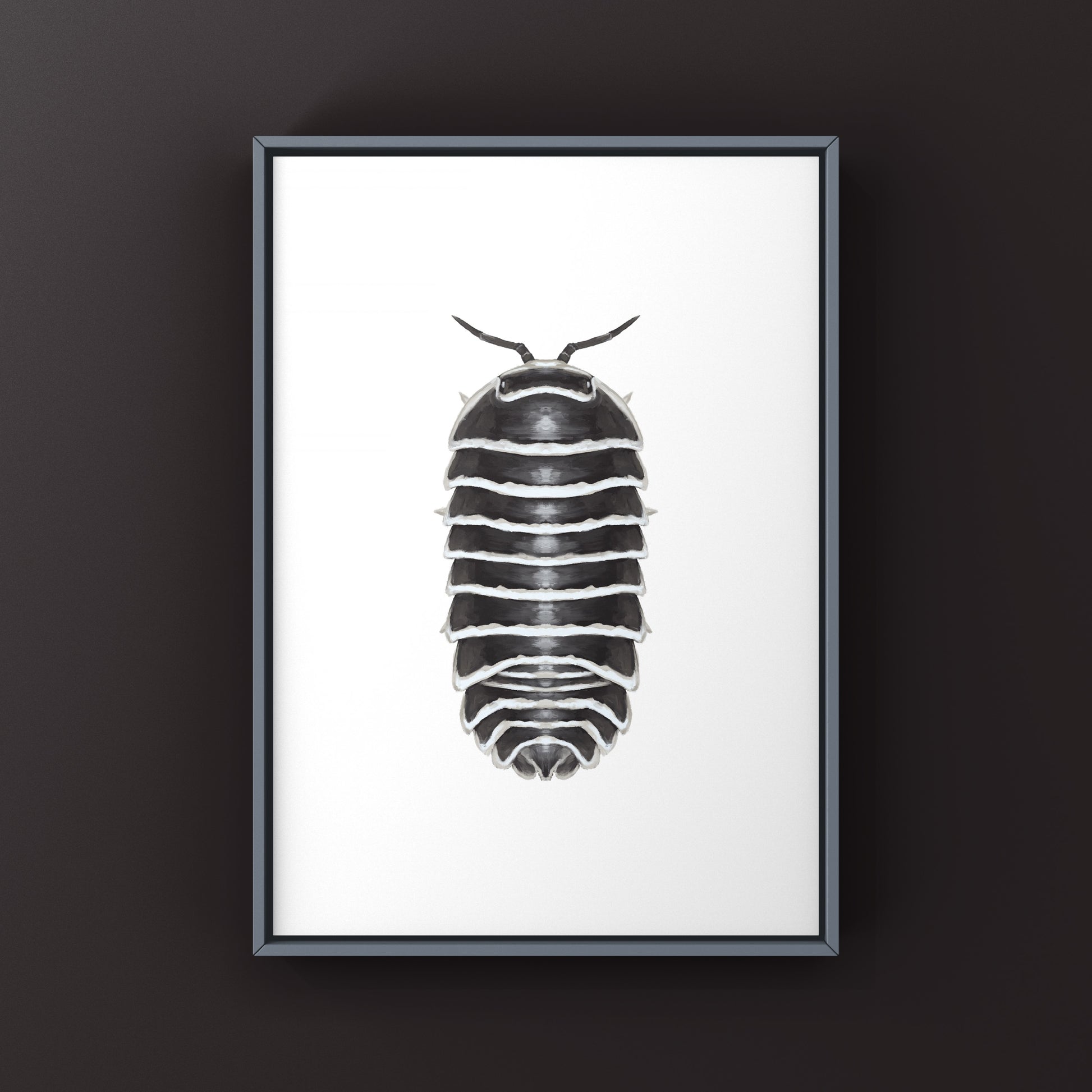 Zebra Isopod, Armadillidium Maculatum, Photographic Art Print from The Silk Ranch