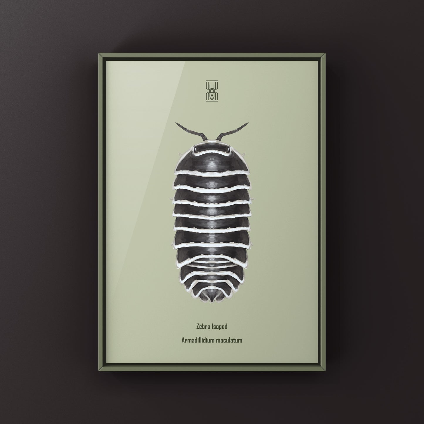 Zebra Isopod, Armadillidium Maculatum, Photographic Art Print from The Silk Ranch