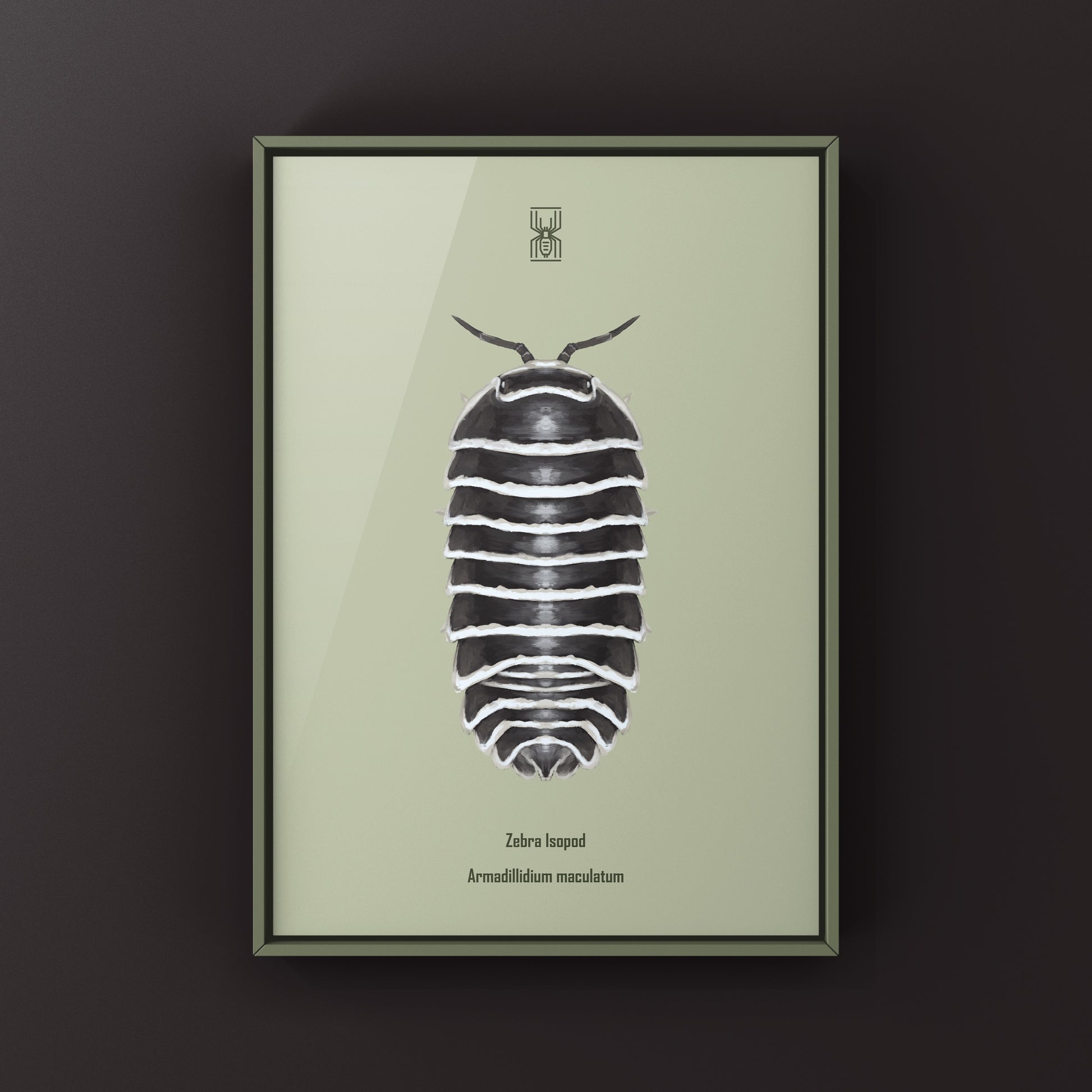 Zebra Isopod, Armadillidium Maculatum, Photographic Art Print from The Silk Ranch