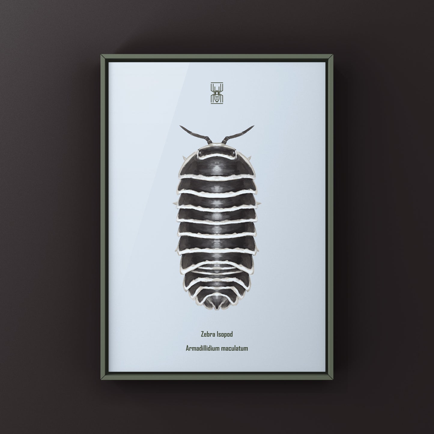 Zebra Isopod, Armadillidium Maculatum, Photographic Art Print from The Silk Ranch