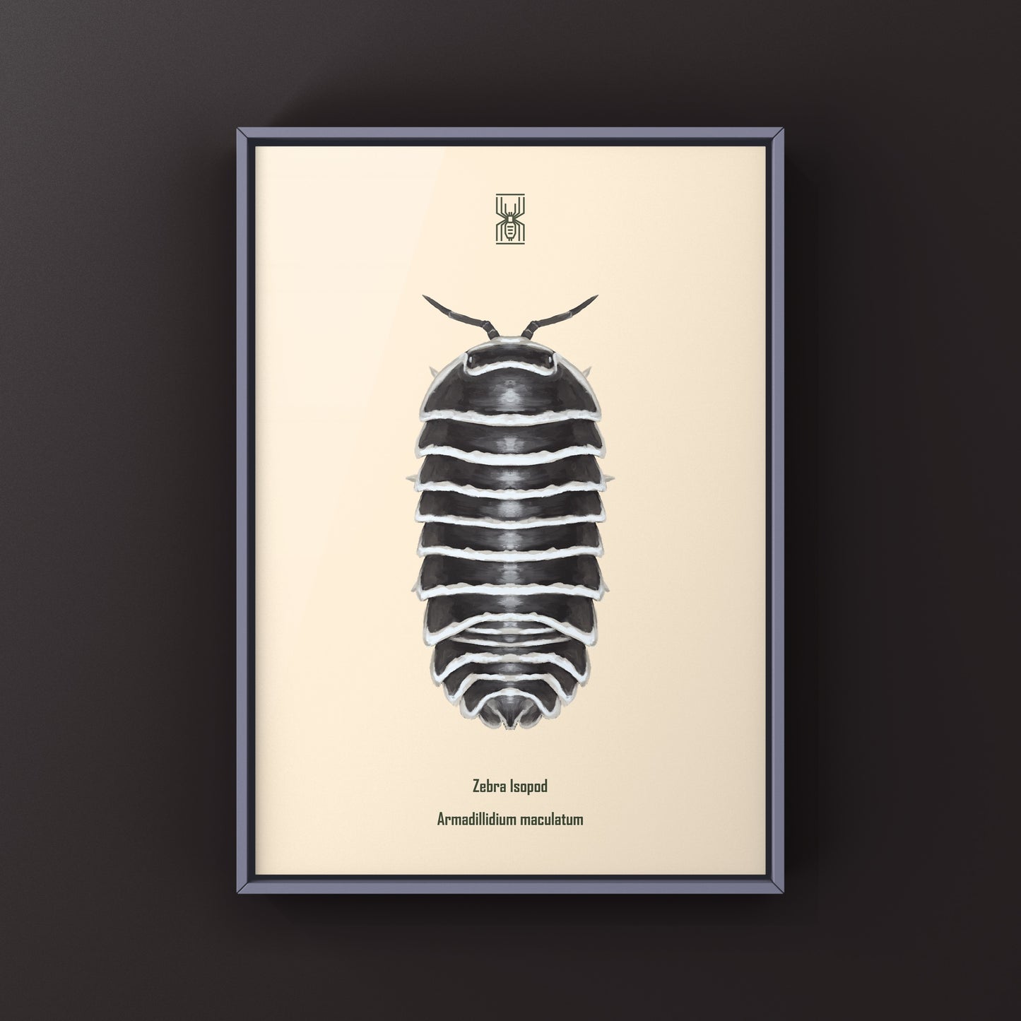 Zebra Isopod, Armadillidium Maculatum, Photographic Art Print from The Silk Ranch