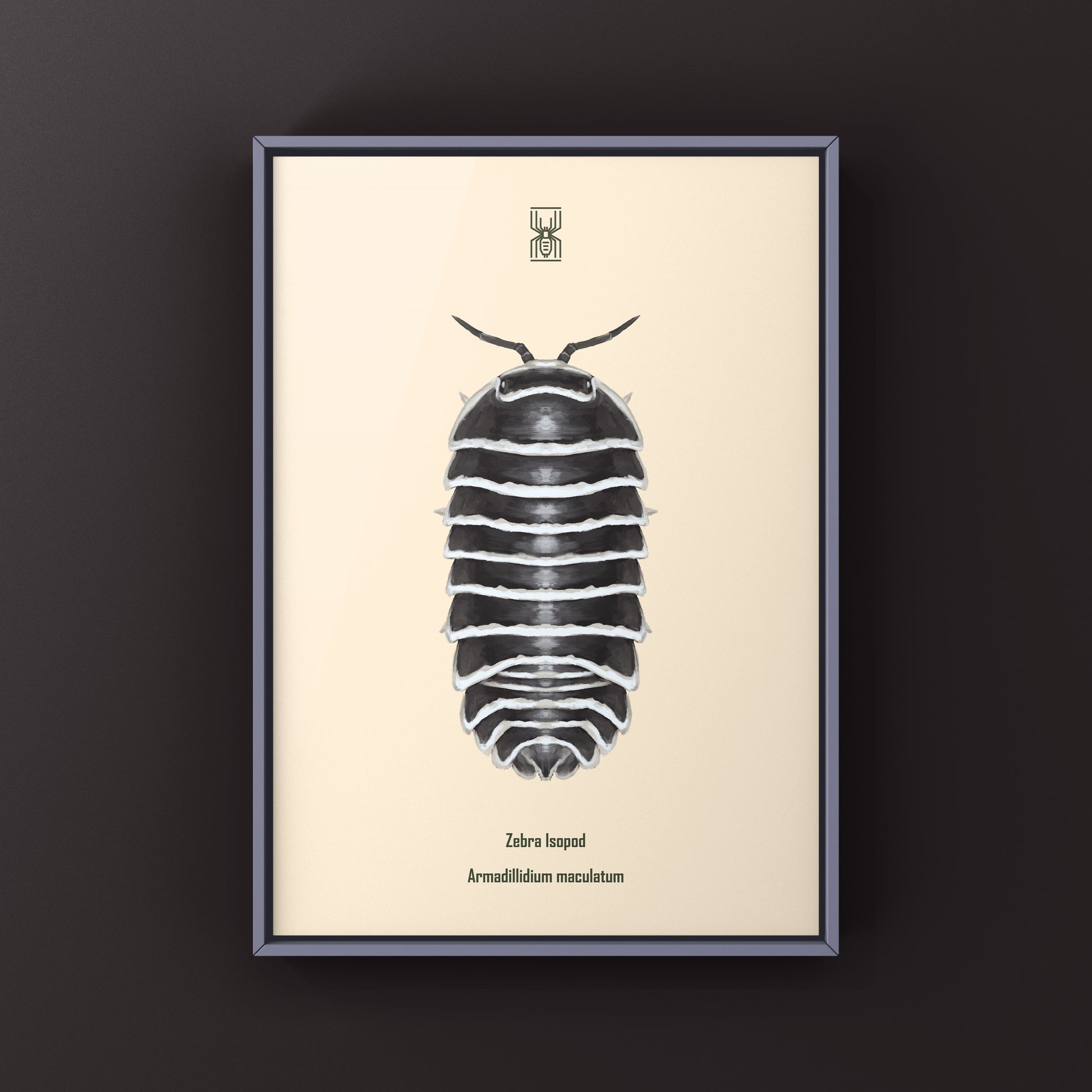 Zebra Isopod, Armadillidium Maculatum, Photographic Art Print from The Silk Ranch