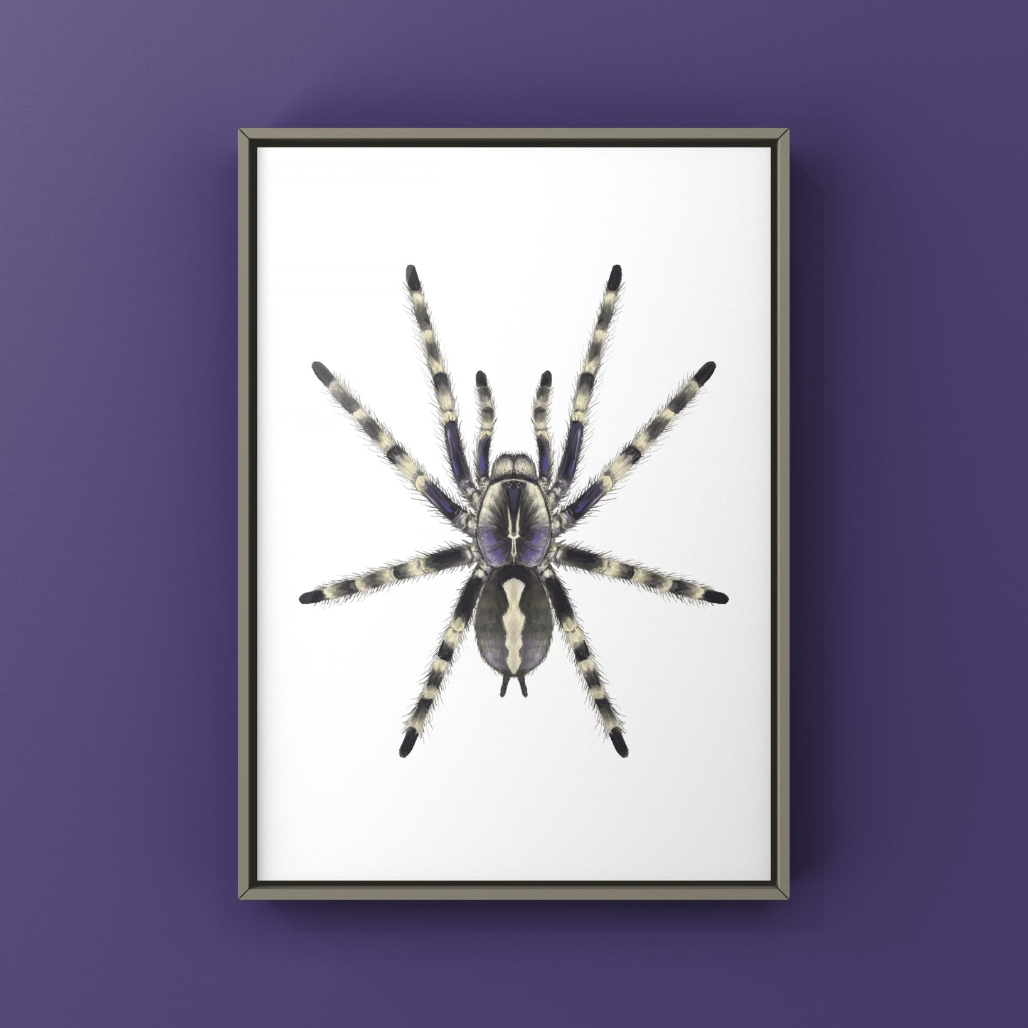 Salem Ornamental Tarantula, Poecilotheria Formosa, Photographic Art Print from The Silk Ranch