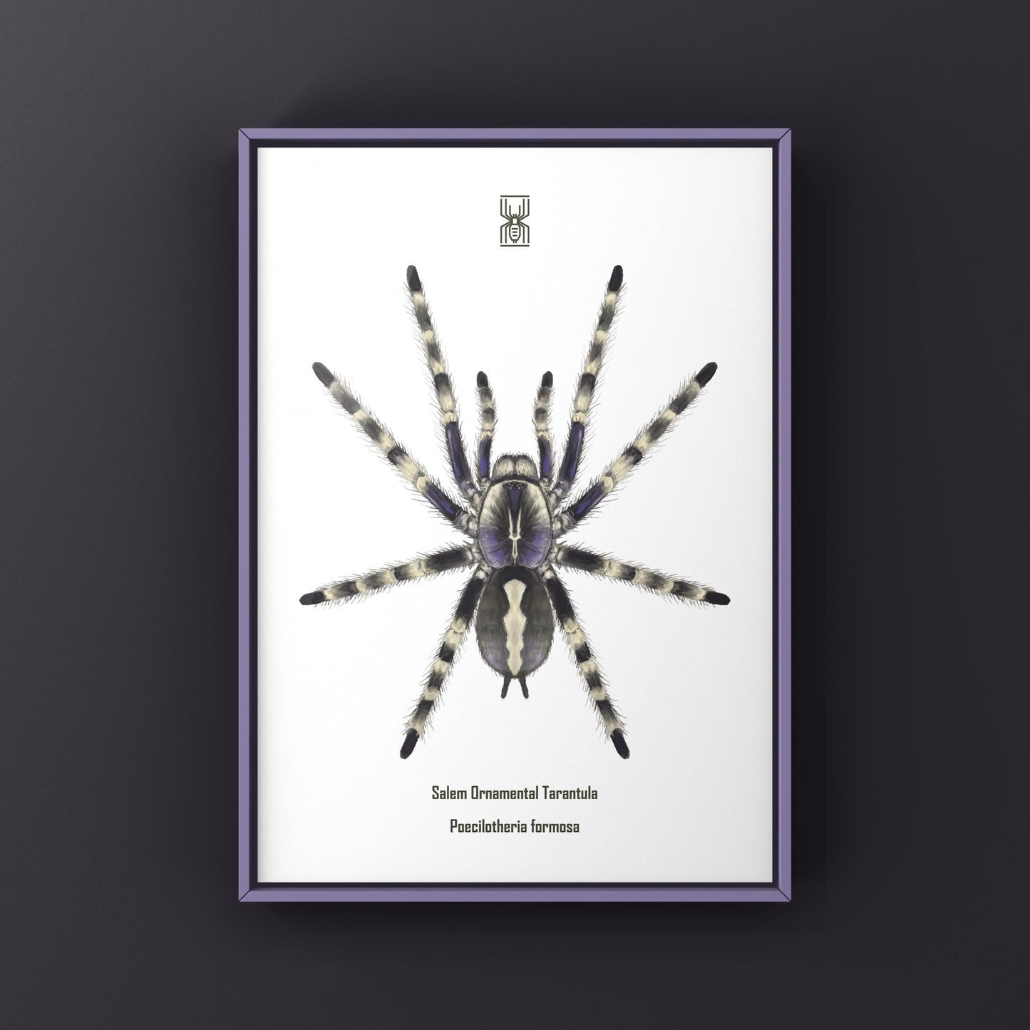 Salem Ornamental Tarantula, Poecilotheria Formosa, Photographic Art Print from The Silk Ranch