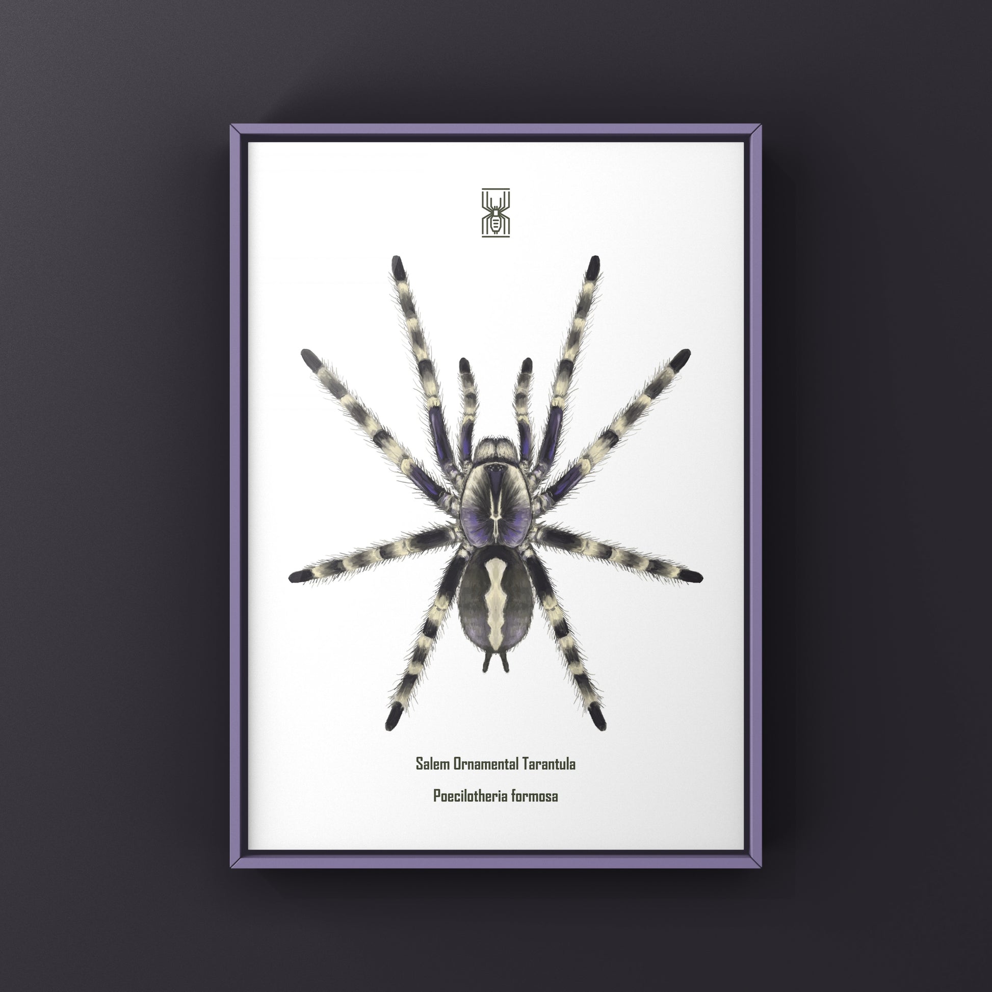 Salem Ornamental Tarantula, Poecilotheria Formosa, Photographic Art Print from The Silk Ranch