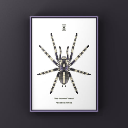 Salem Ornamental Tarantula, Poecilotheria Formosa, Photographic Art Print from The Silk Ranch