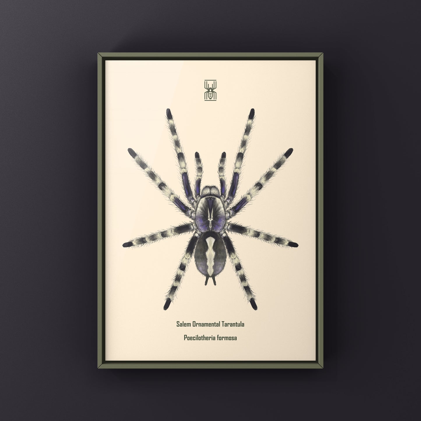 Salem Ornamental Tarantula, Poecilotheria Formosa, Photographic Art Print from The Silk Ranch