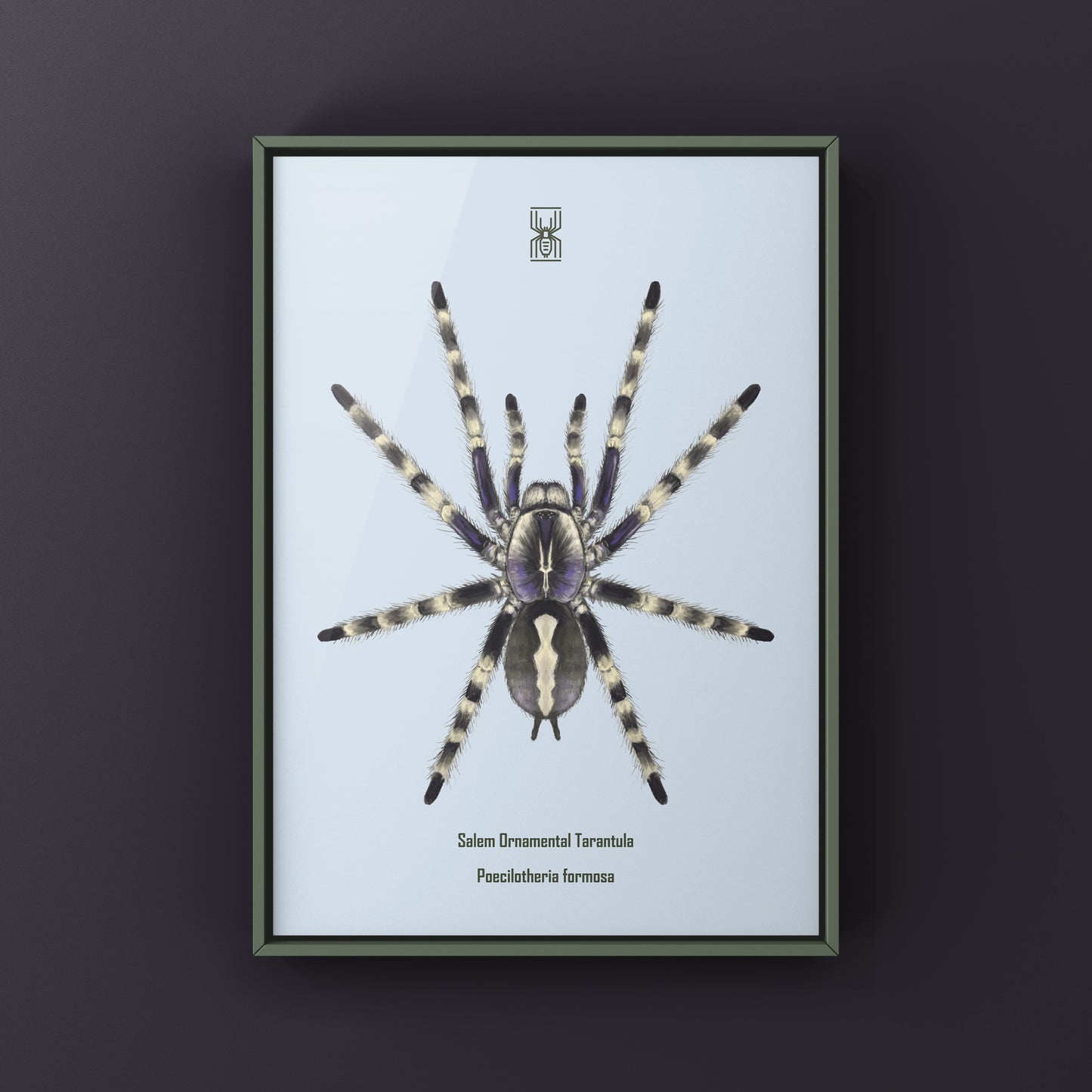 Salem Ornamental Tarantula, Poecilotheria Formosa, Photographic Art Print from The Silk Ranch