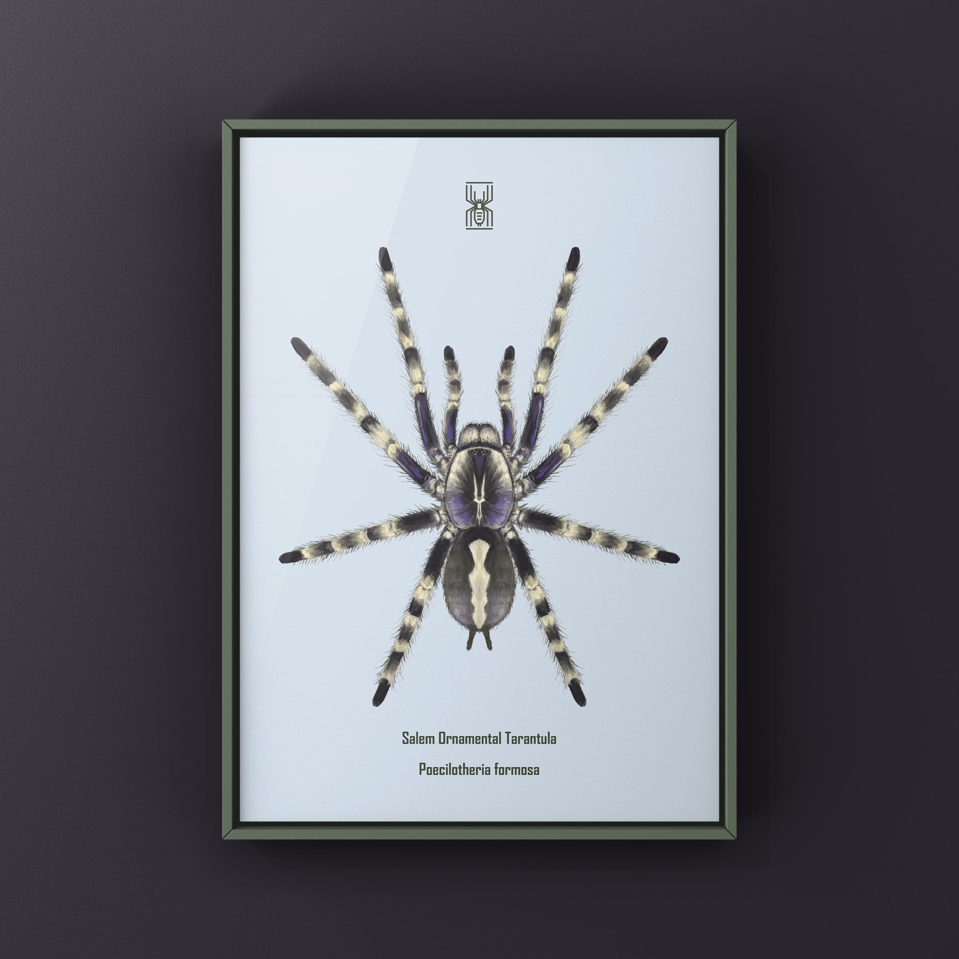 Salem Ornamental Tarantula, Poecilotheria Formosa, Photographic Art Print from The Silk Ranch