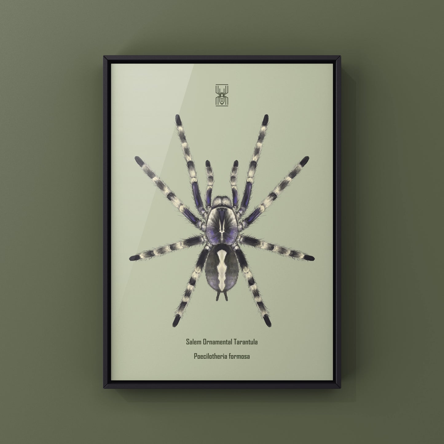 Salem Ornamental Tarantula, Poecilotheria Formosa, Photographic Art Print from The Silk Ranch