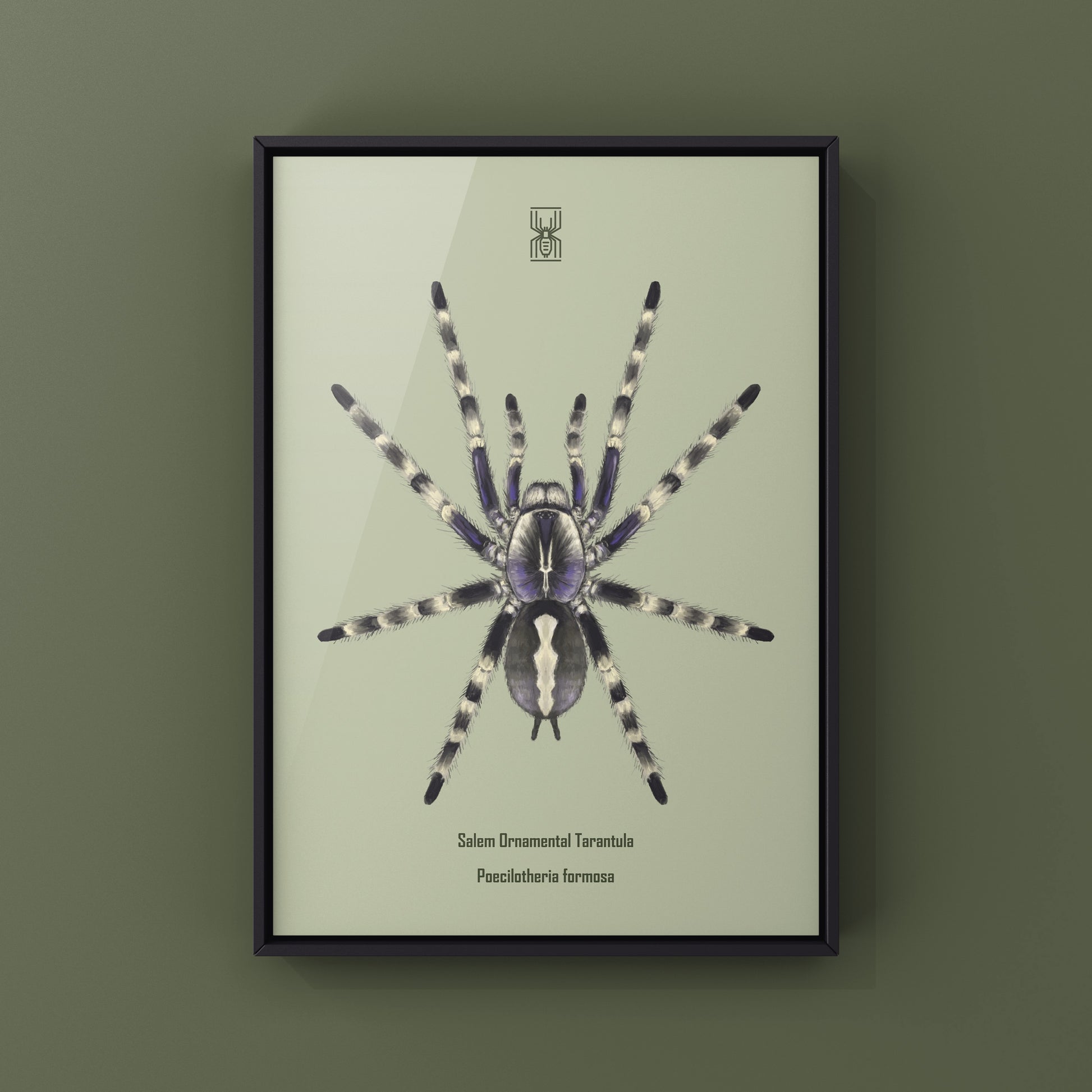 Salem Ornamental Tarantula, Poecilotheria Formosa, Photographic Art Print from The Silk Ranch