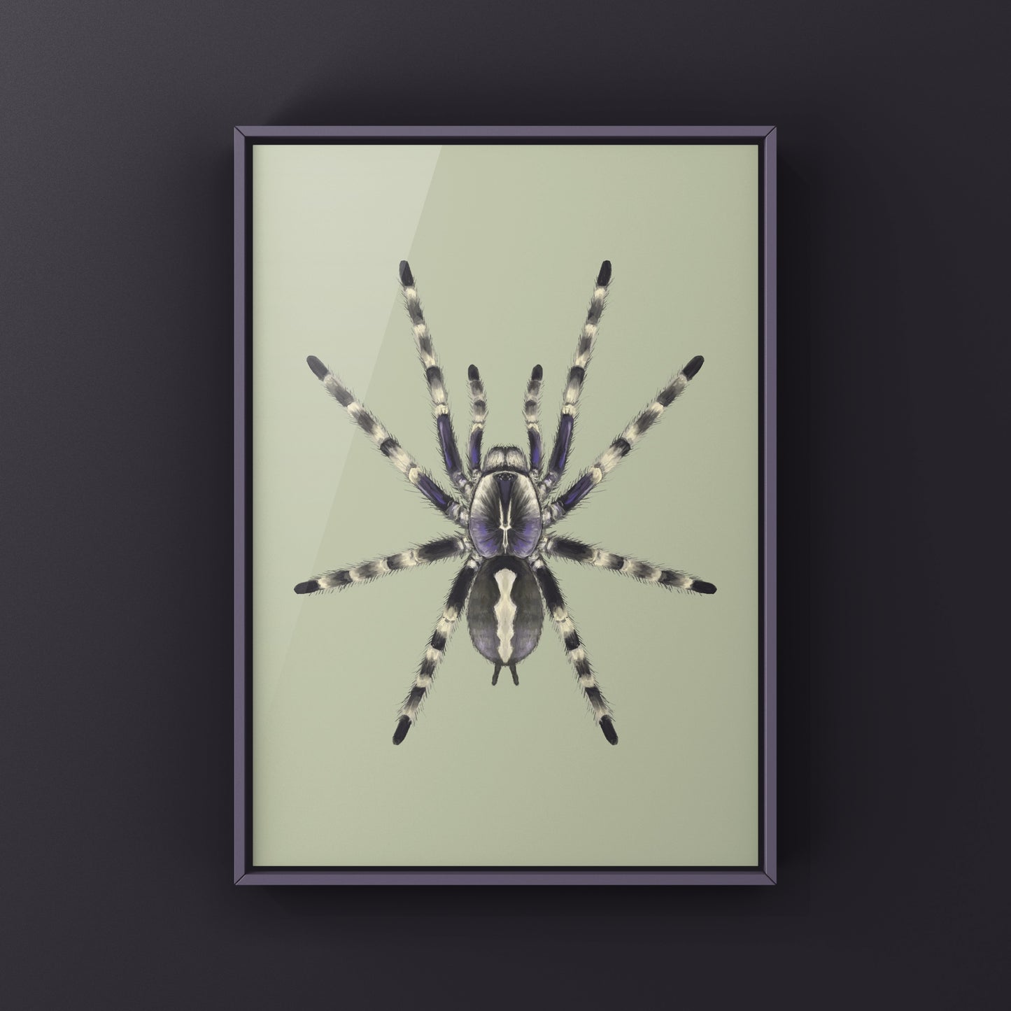 Salem Ornamental Tarantula, Poecilotheria Formosa, Photographic Art Print from The Silk Ranch