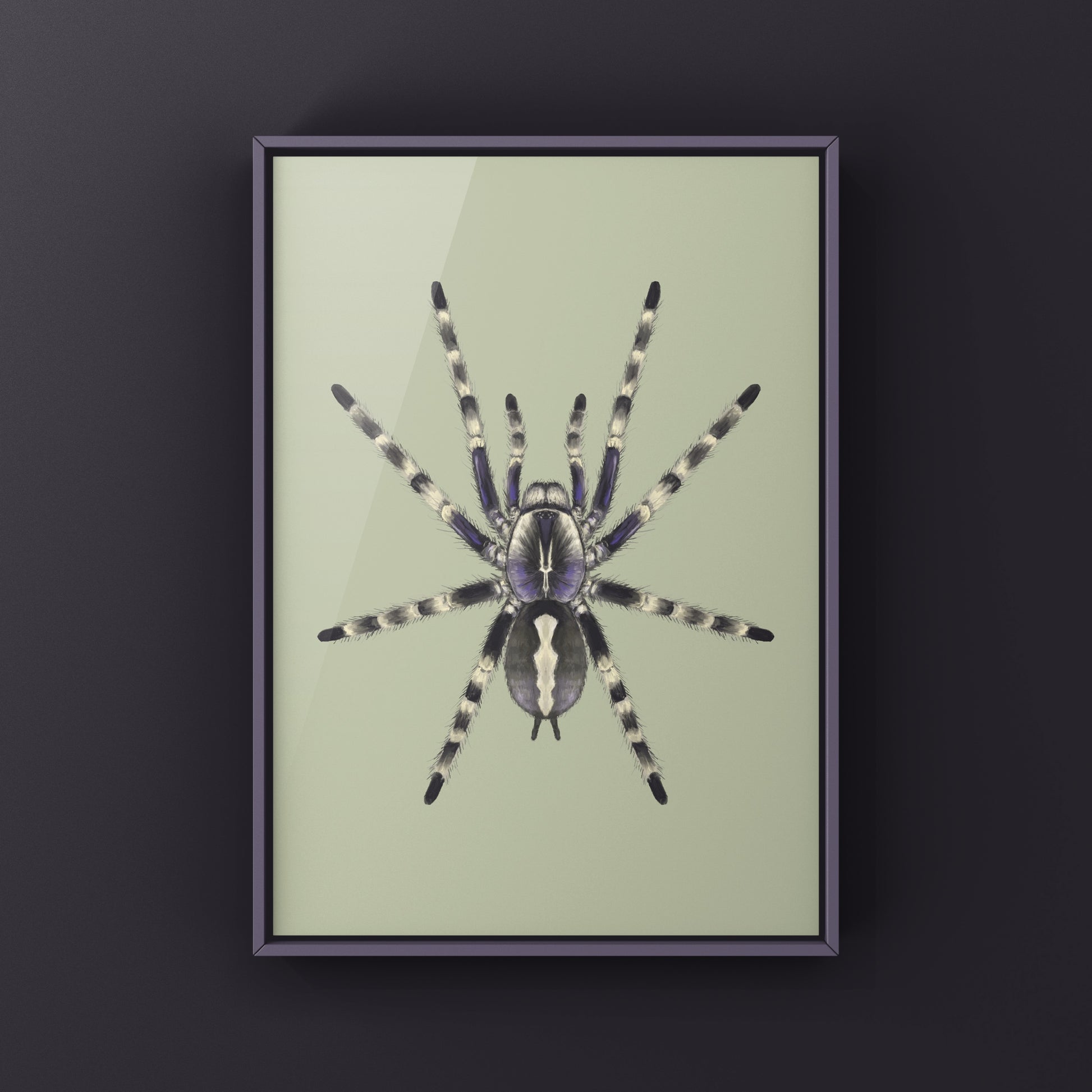 Salem Ornamental Tarantula, Poecilotheria Formosa, Photographic Art Print from The Silk Ranch