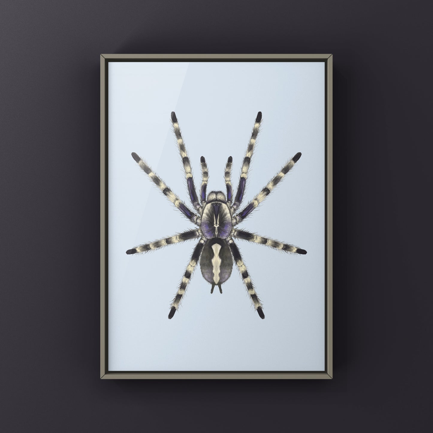 Salem Ornamental Tarantula, Poecilotheria Formosa, Photographic Art Print from The Silk Ranch