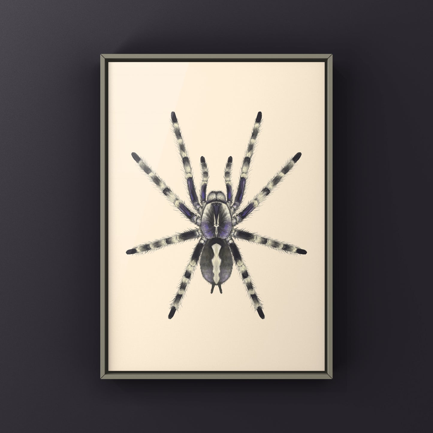Salem Ornamental Tarantula, Poecilotheria Formosa, Photographic Art Print from The Silk Ranch