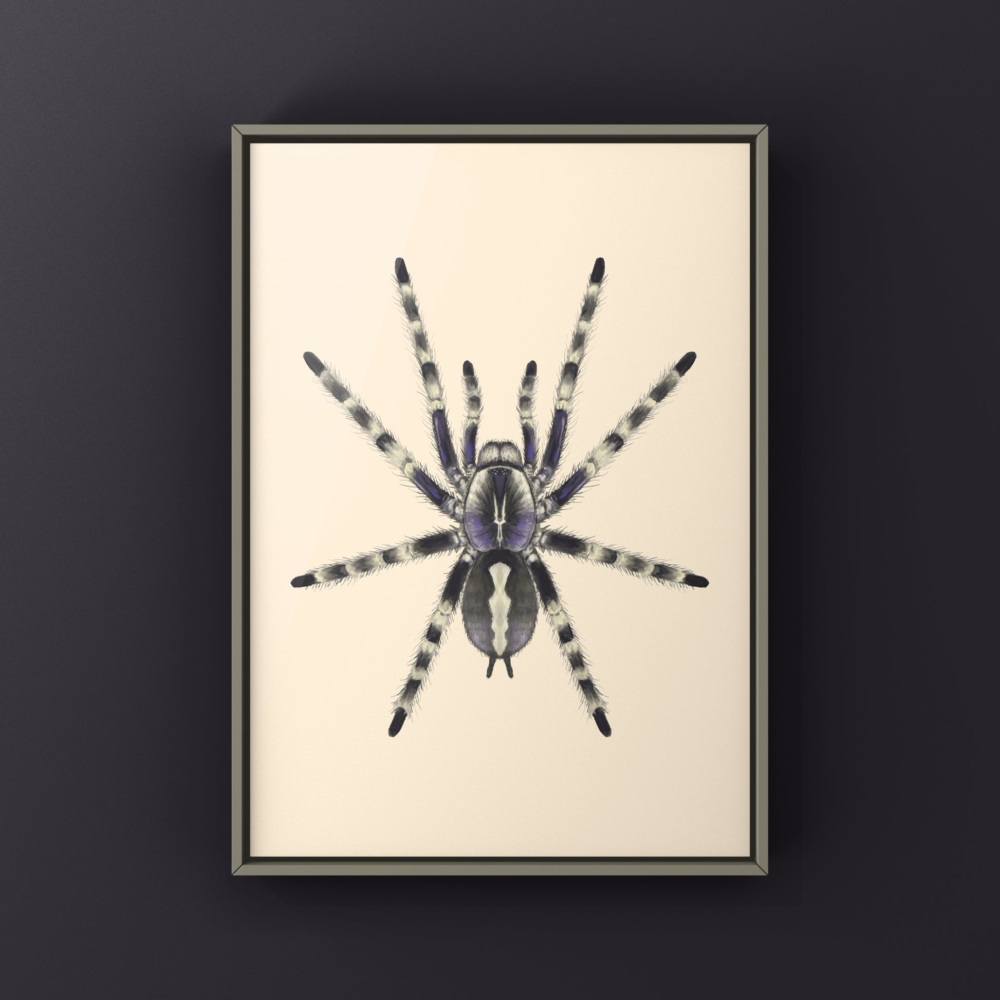 Salem Ornamental Tarantula, Poecilotheria Formosa, Photographic Art Print from The Silk Ranch