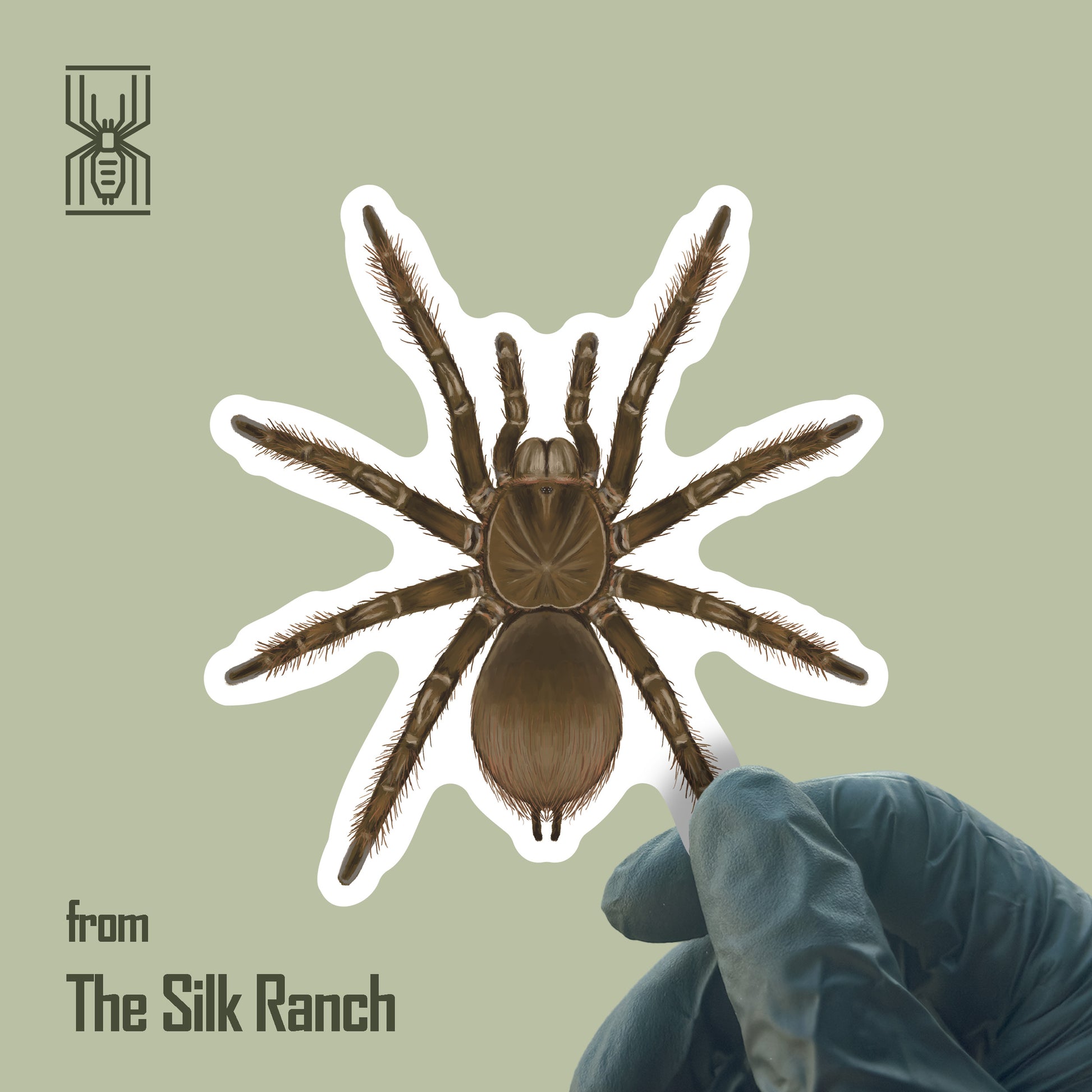 Burgundy Goliath Birdeater Tarantula sticker featuring Theraphosa stirmi on waterproof vinyl, showcasing detailed spider illustration