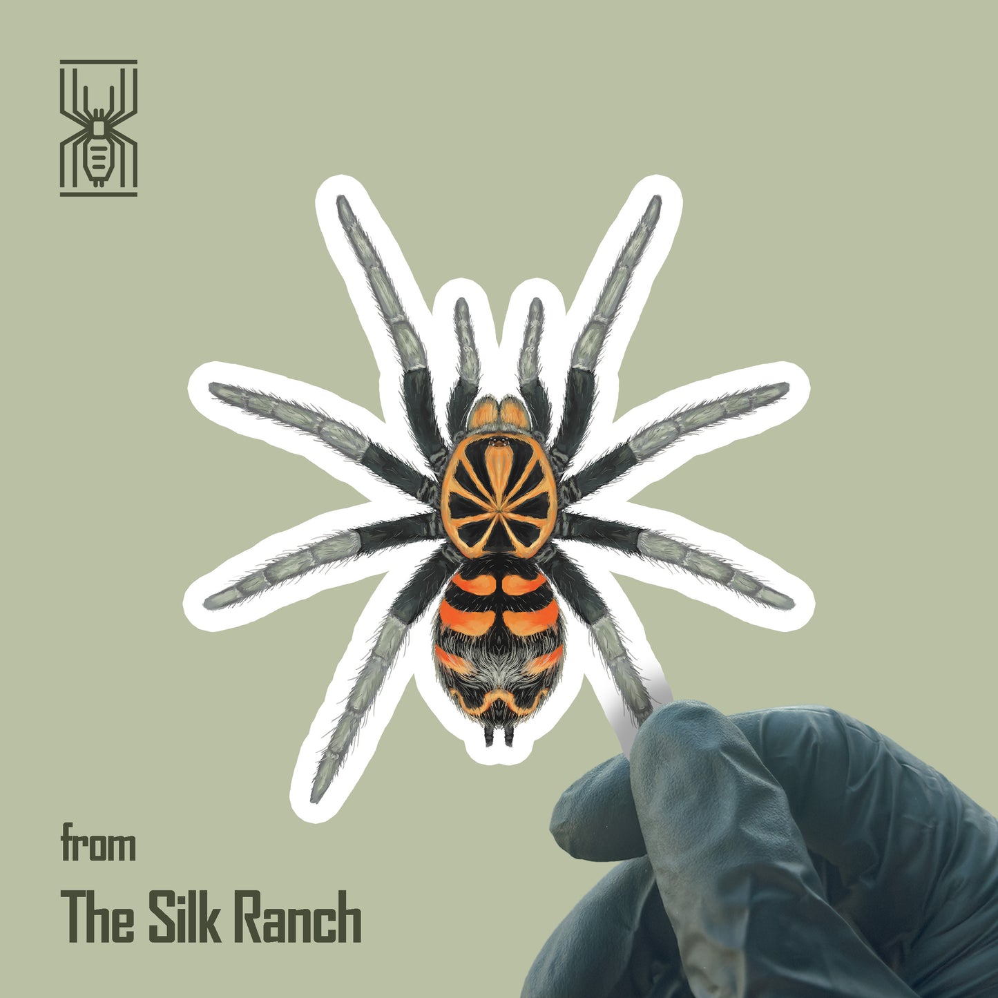 Waterproof vinyl sticker of Ecuadorian Crowned Tarantula Theraphosidae sp. Yasuni, showcasing detailed spider illustration.