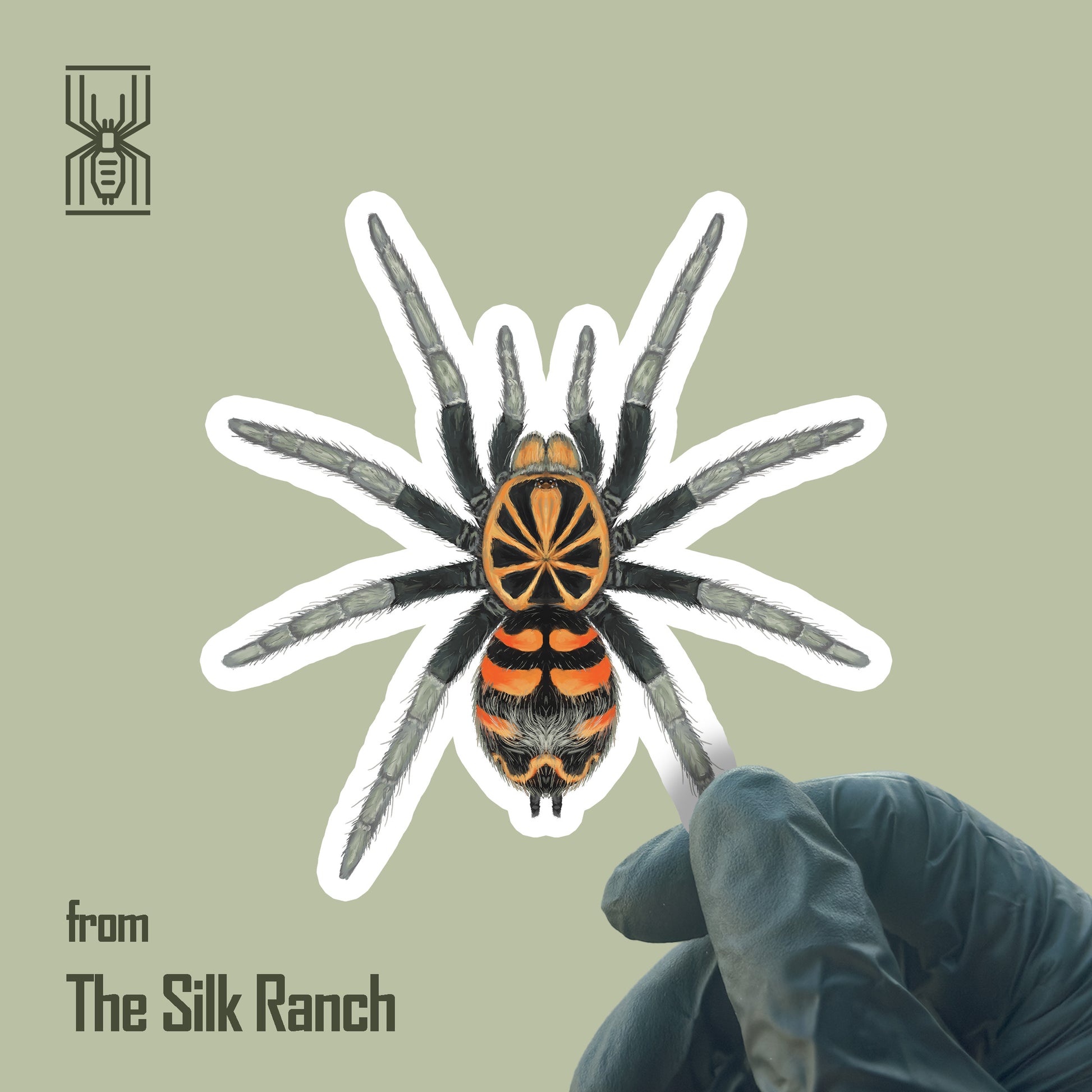 Waterproof vinyl sticker of Ecuadorian Crowned Tarantula Theraphosidae sp. Yasuni, showcasing detailed spider illustration.