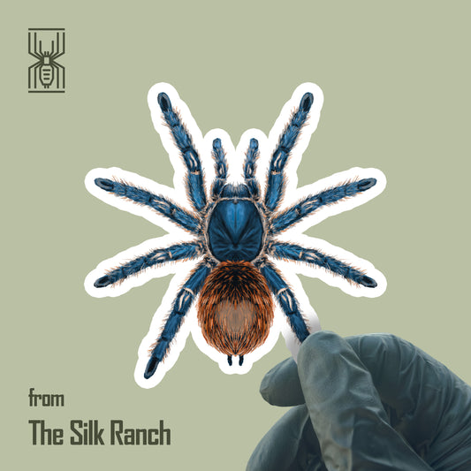 Cobalt Red Tarantula Sticker, Ewok Cyaneolum Waterproof Vinyl Sticker from The Silk Ranch