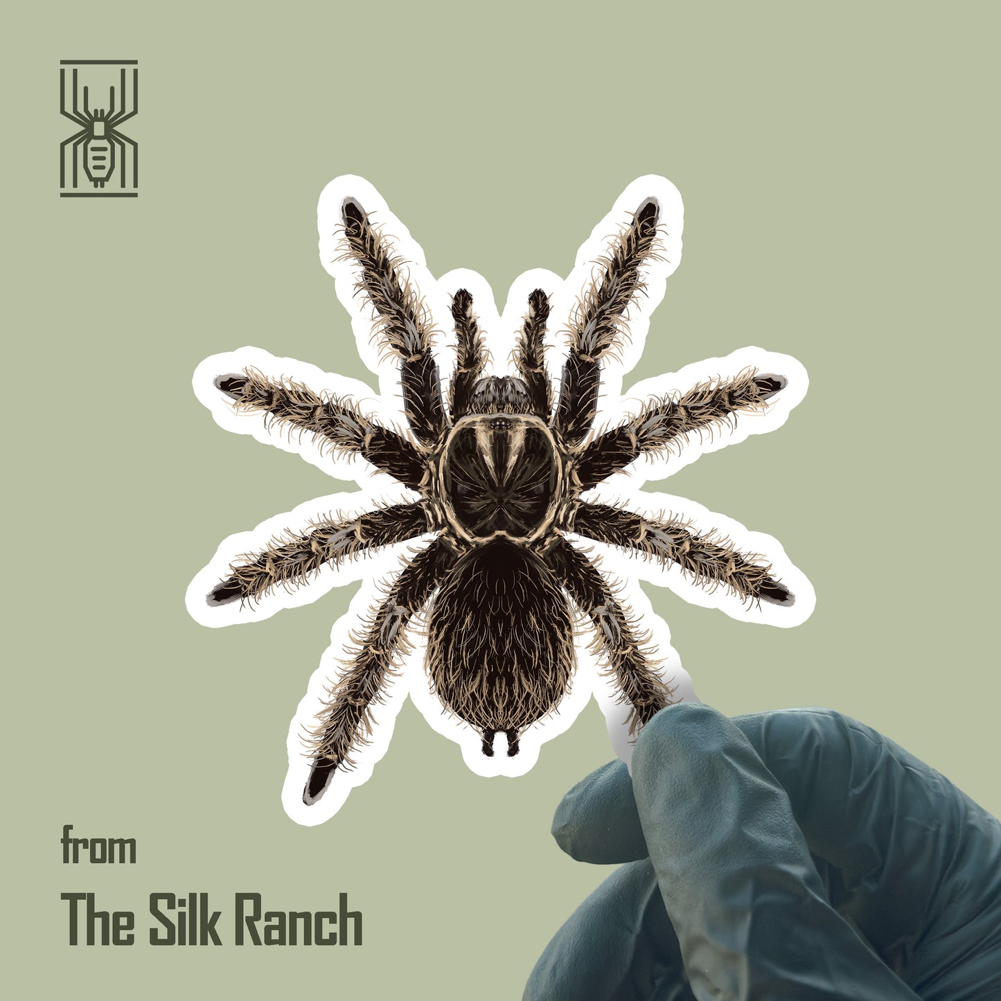 Waterproof vinyl sticker featuring a curly hair tarantula (Tliltocatl albopilosus) by The Silk Ranch, with detailed, realistic spider illustration.