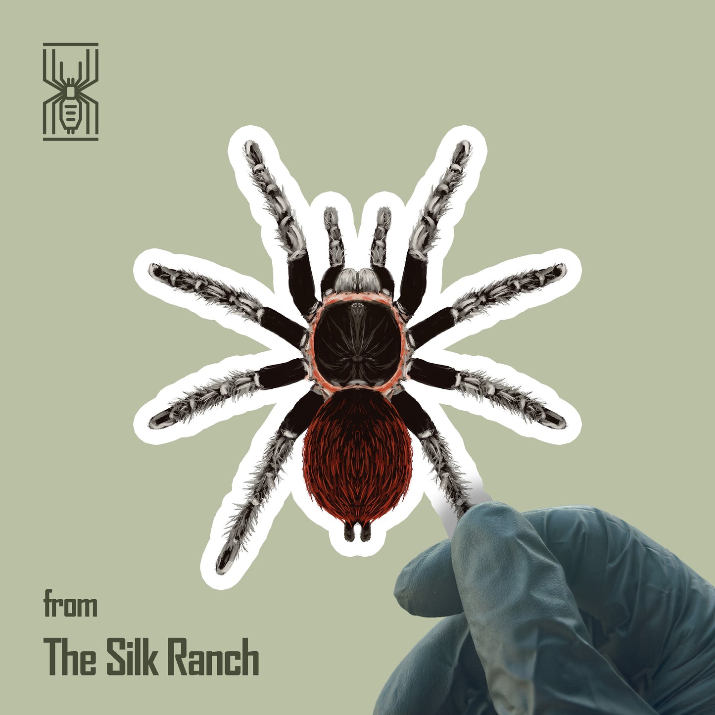 Mexican Red Rump Tarantula sticker featuring waterproof vinyl design of Tliltocatl vagans by The Silk Ranch