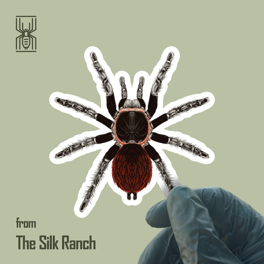 Mexican Red Rump Tarantula Sticker, Tliltocatl Vagans Waterproof Vinyl Sticker from The Silk Ranch