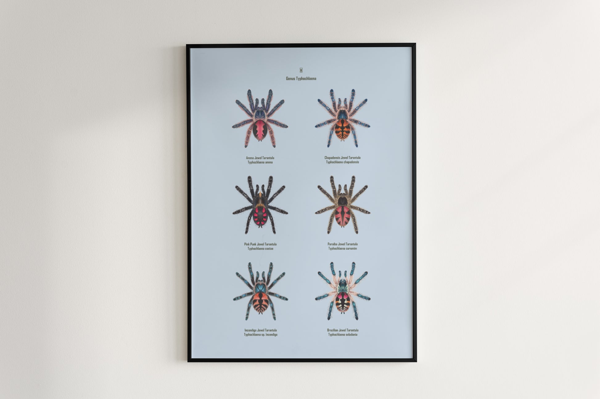 Art poster featuring the Typhochlaena genus, showcasing detailed illustrations of these colorful tarantulas from The Silk Ranch.