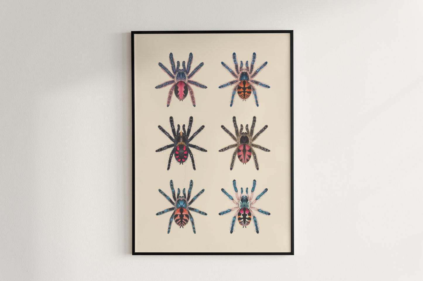 Colorful art poster of Typhochlaena genus by The Silk Ranch, showcasing vibrant spider illustrations on a white background.