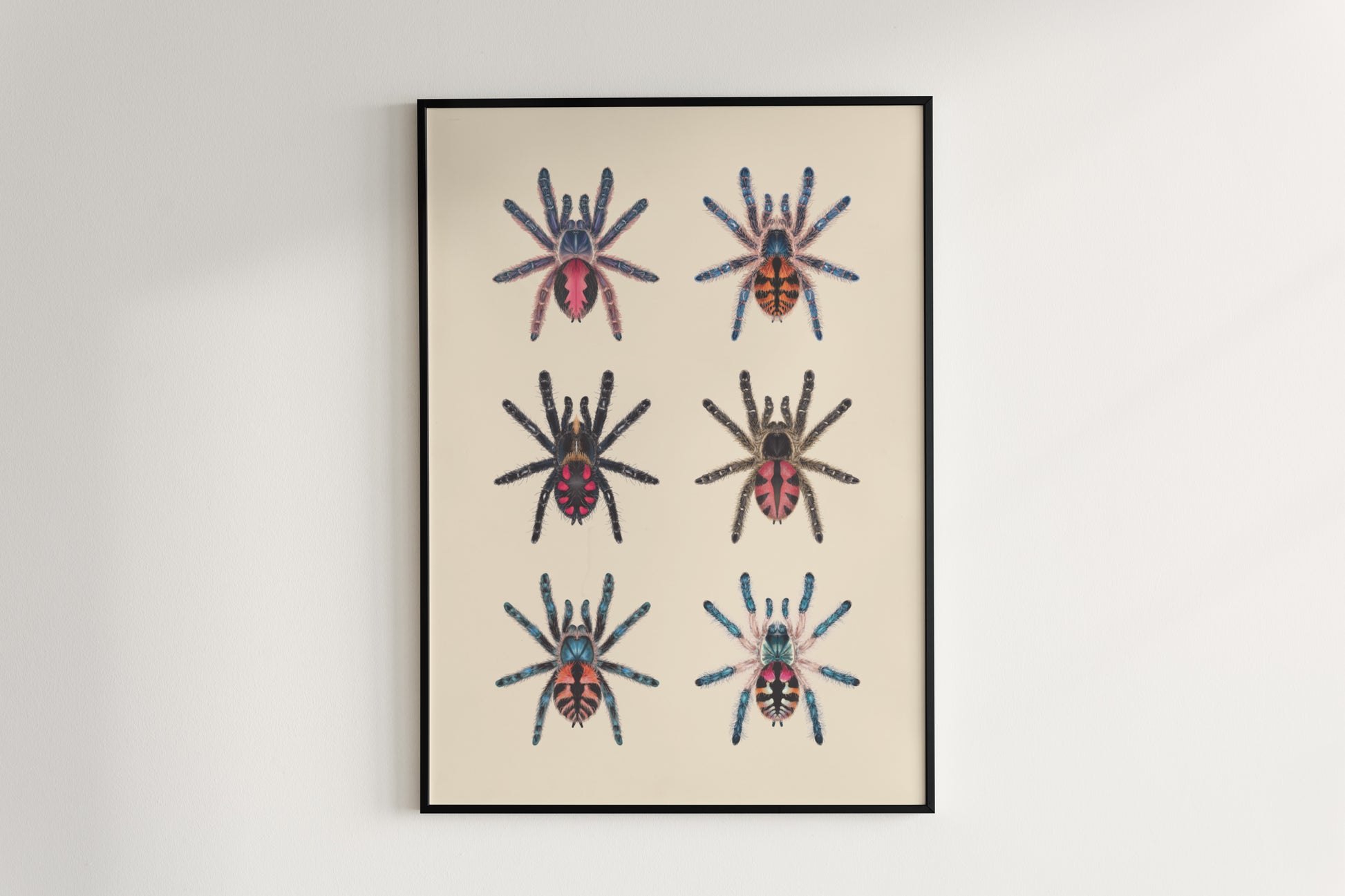 Colorful art poster of Typhochlaena genus by The Silk Ranch, showcasing vibrant spider illustrations on a white background.