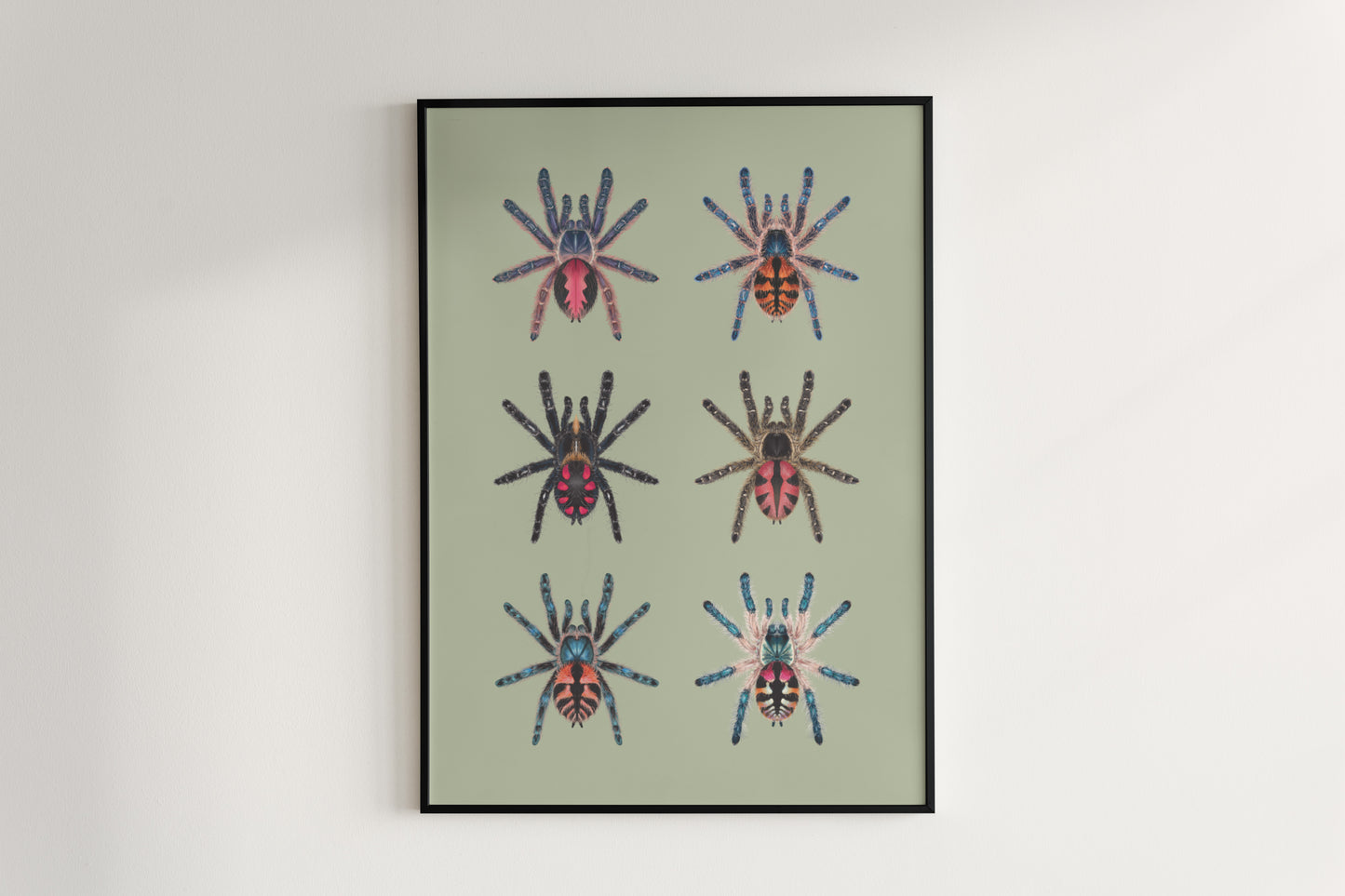Colorful art poster of the Typhochlaena genus by The Silk Ranch, showcasing vibrant arachnid illustrations on a white background.