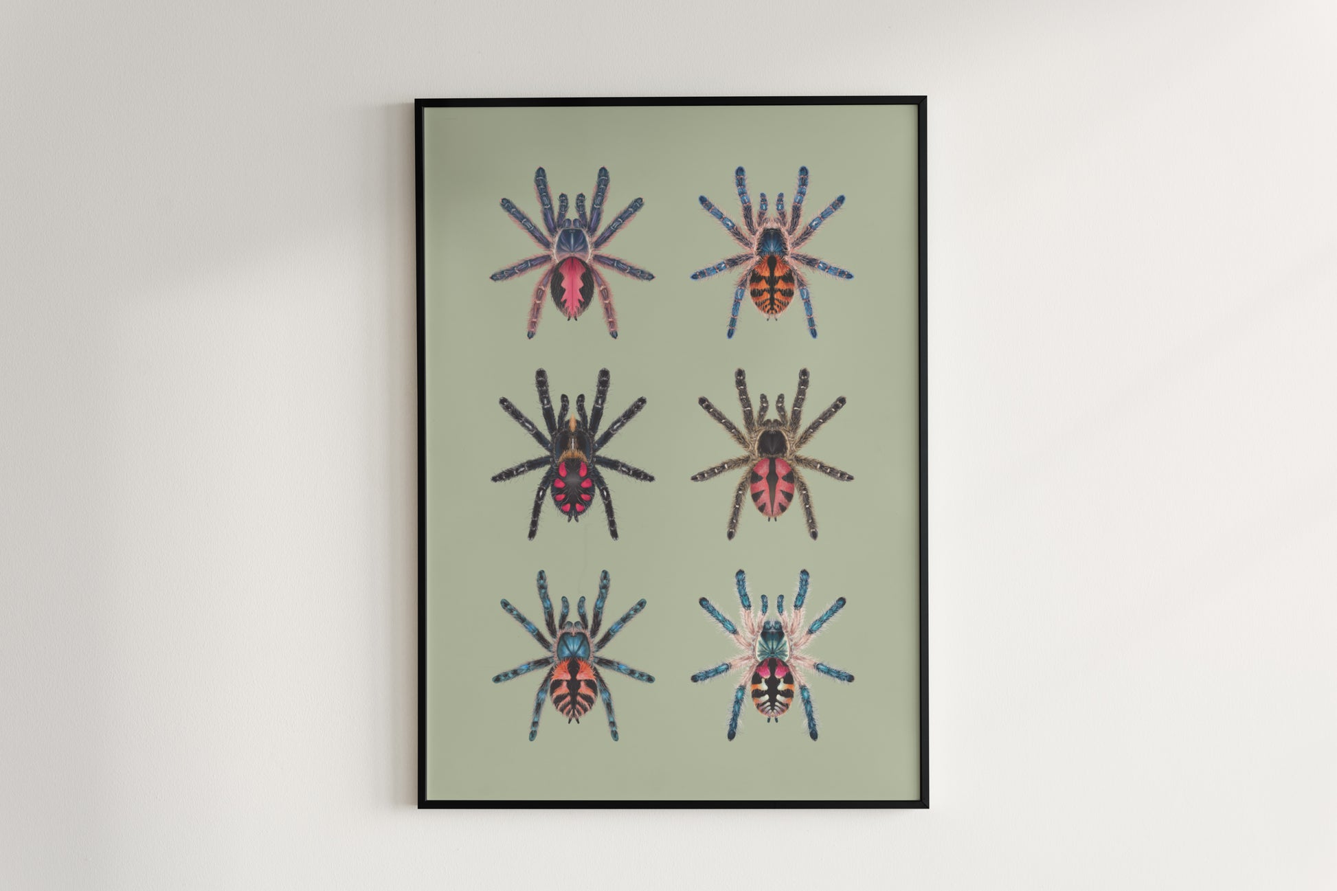 Colorful art poster of the Typhochlaena genus by The Silk Ranch, showcasing vibrant arachnid illustrations on a white background.