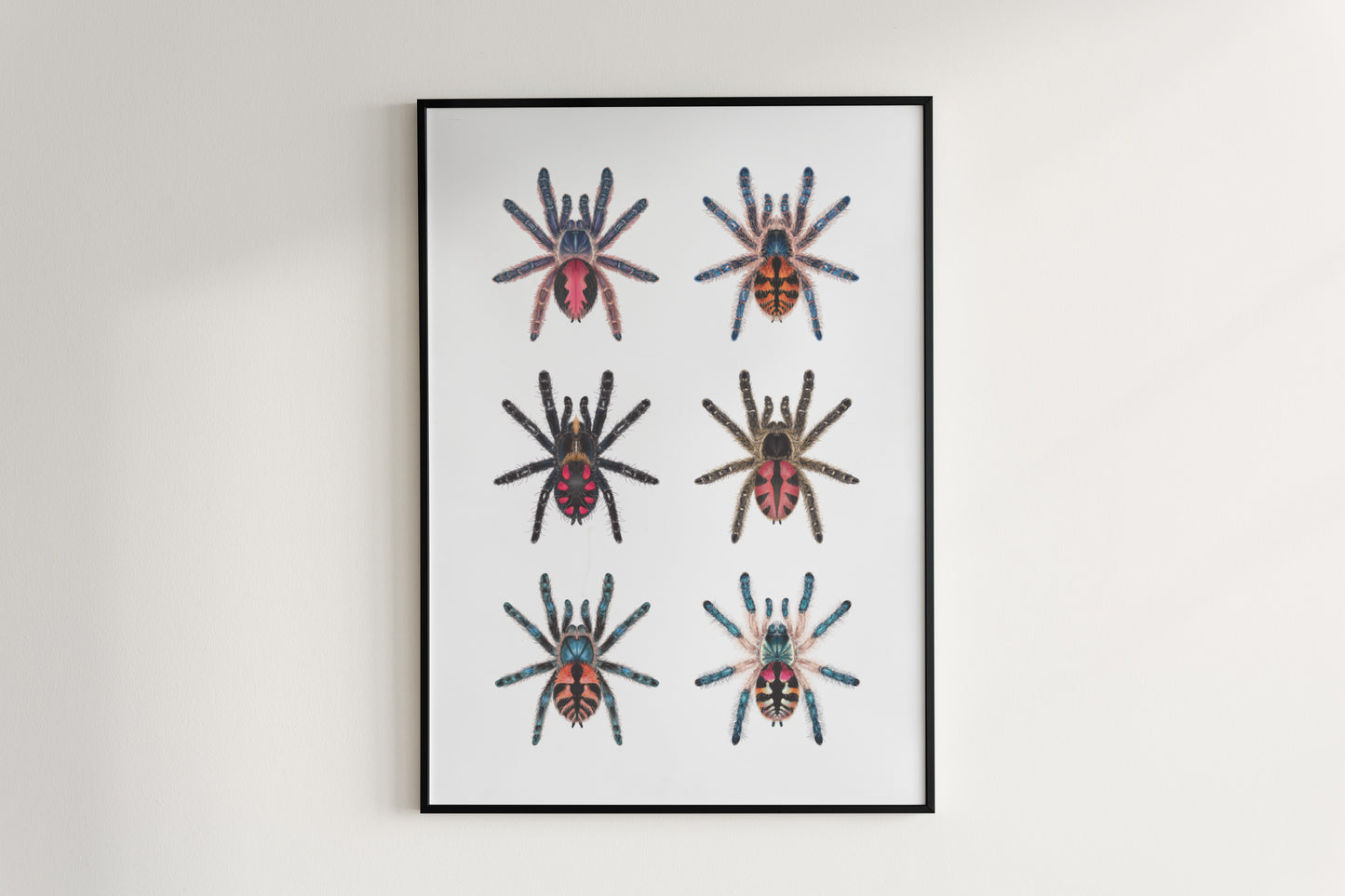 Colorful art poster of Typhochlaena genus by The Silk Ranch, showcasing vibrant spider illustrations on a white background.