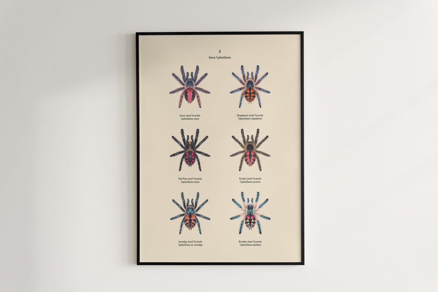 Colorful art poster of Typhochlaena genus tarantulas by The Silk Ranch, showcasing detailed spider illustrations.