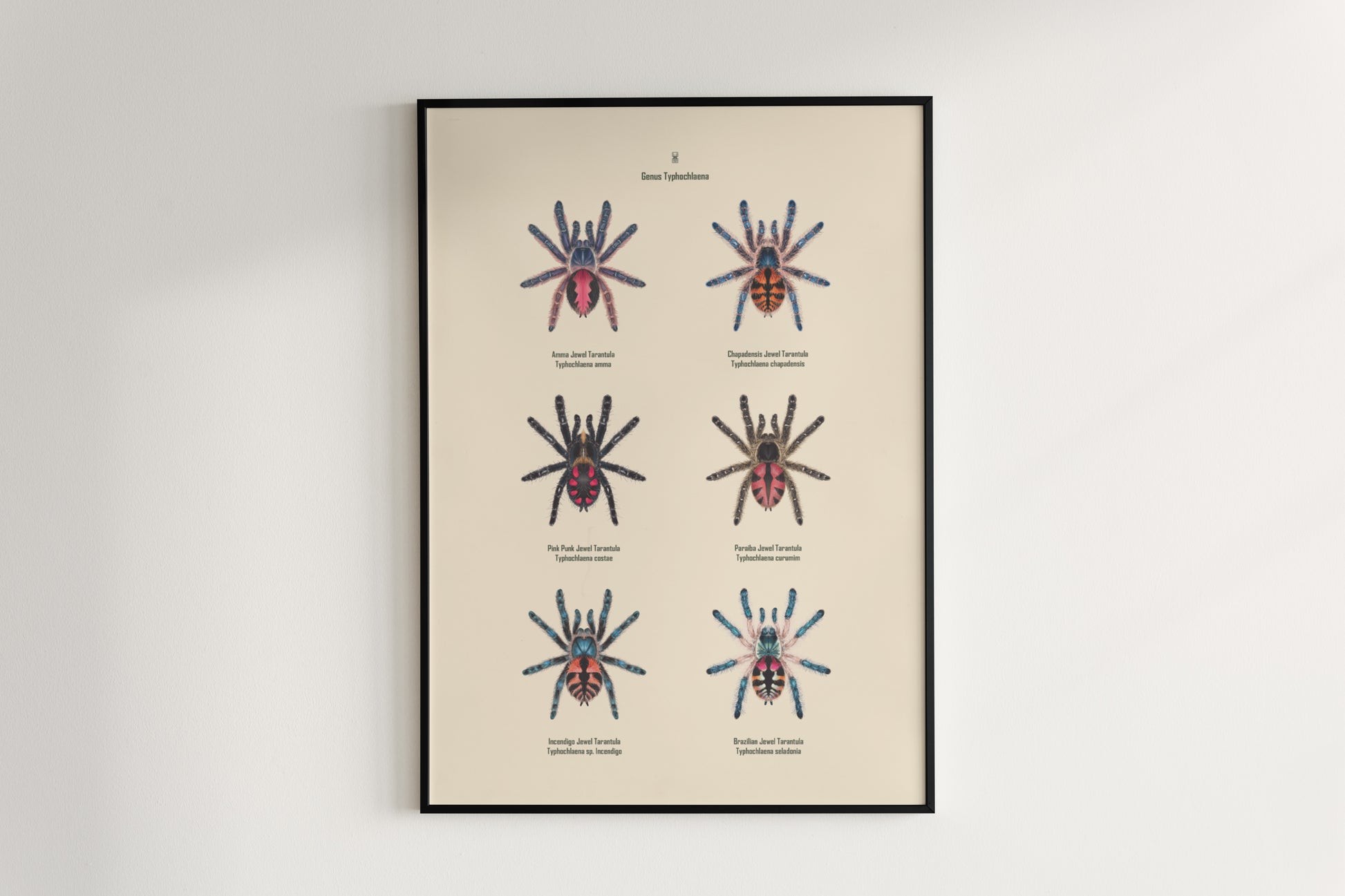 Colorful art poster of Typhochlaena genus tarantulas by The Silk Ranch, showcasing detailed spider illustrations.