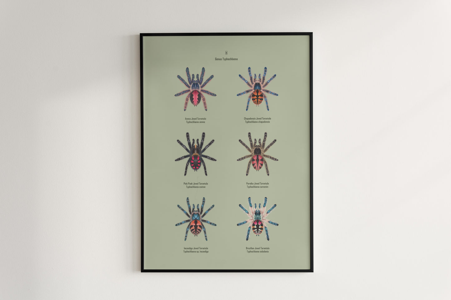 Colorful art poster of Typhochlaena genus spiders by The Silk Ranch, showcasing detailed illustrations of these vibrant tarantulas.
