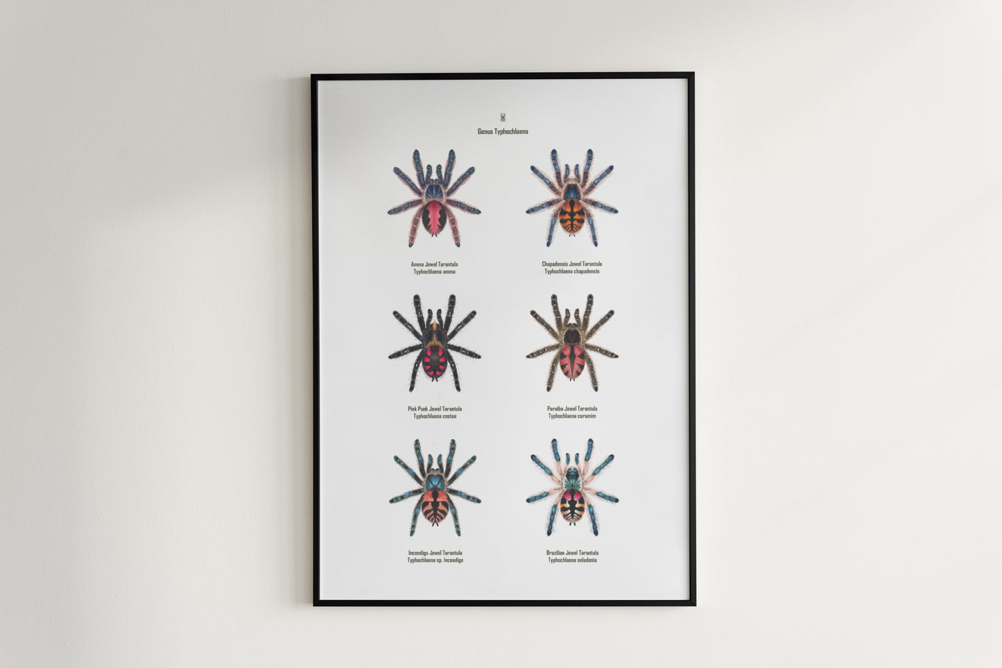 Colorful art poster of Typhochlaena genus by The Silk Ranch, showcasing vibrant spider illustrations on a white background.