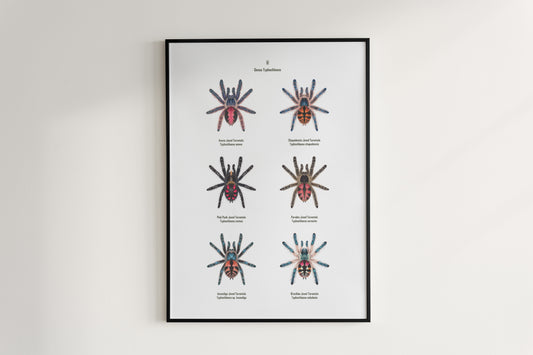 The Typhochlaena Genus Poster from The Silk Ranch